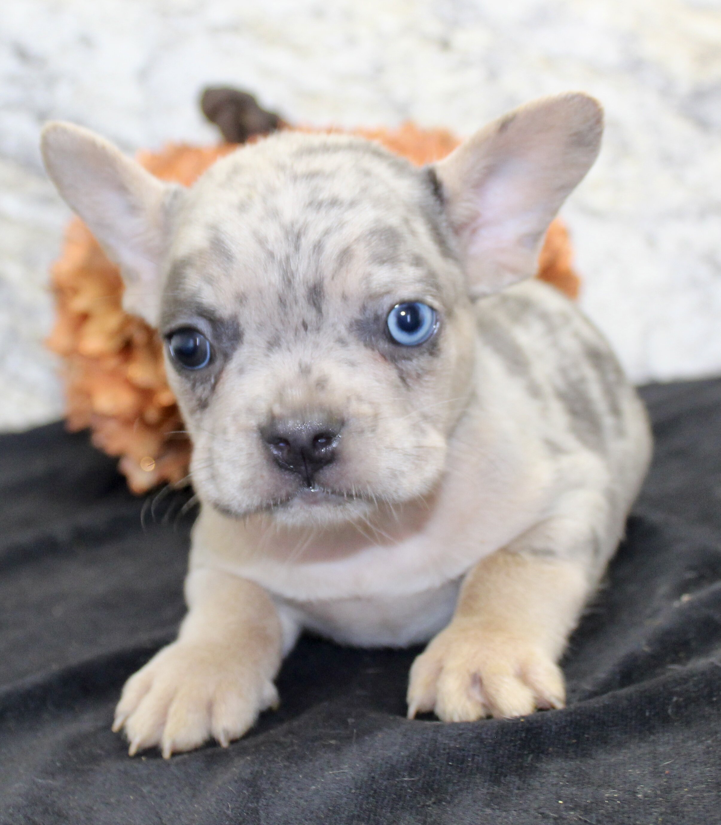 Huck Male AKC French Bulldog image 8