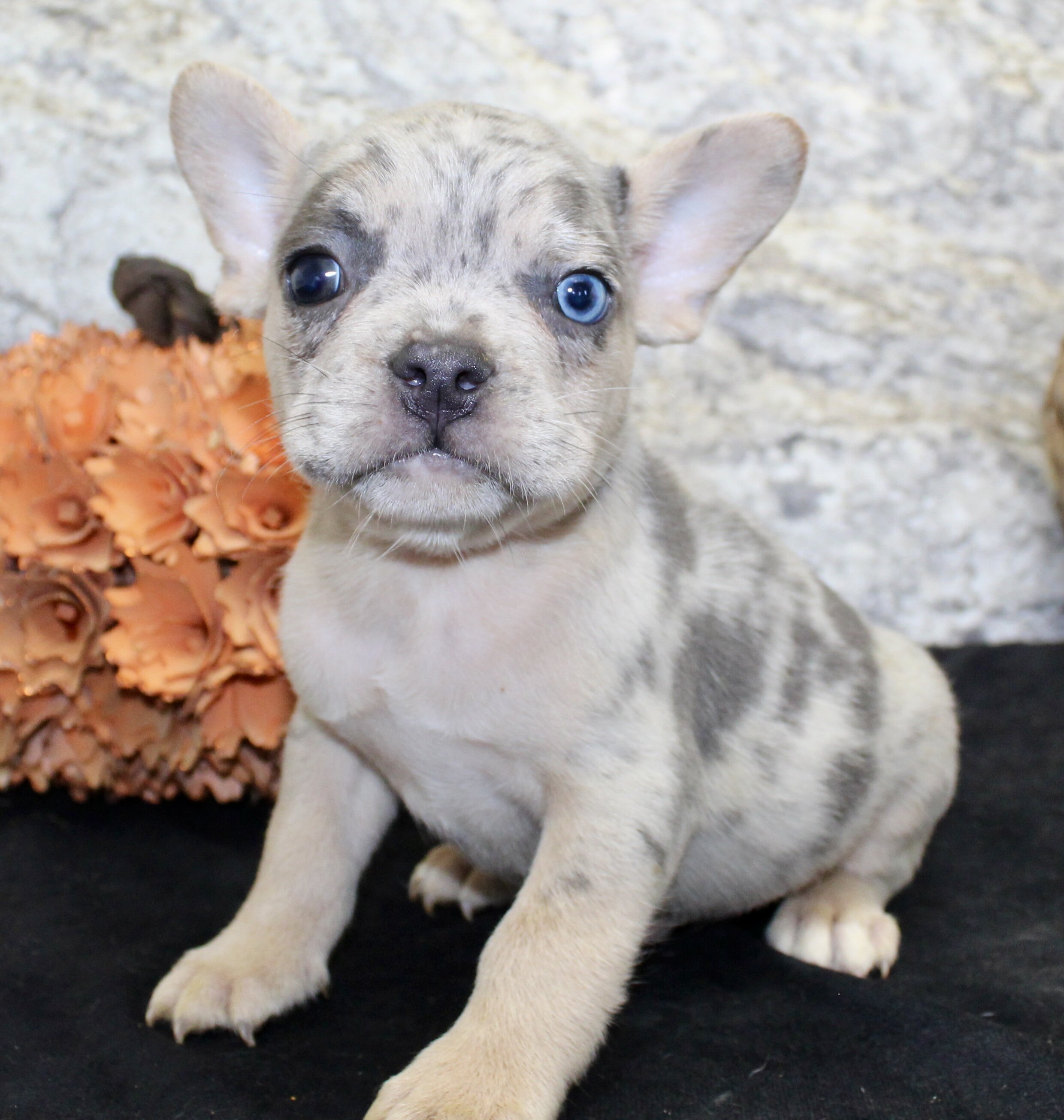 Huck Male AKC French Bulldog image 5