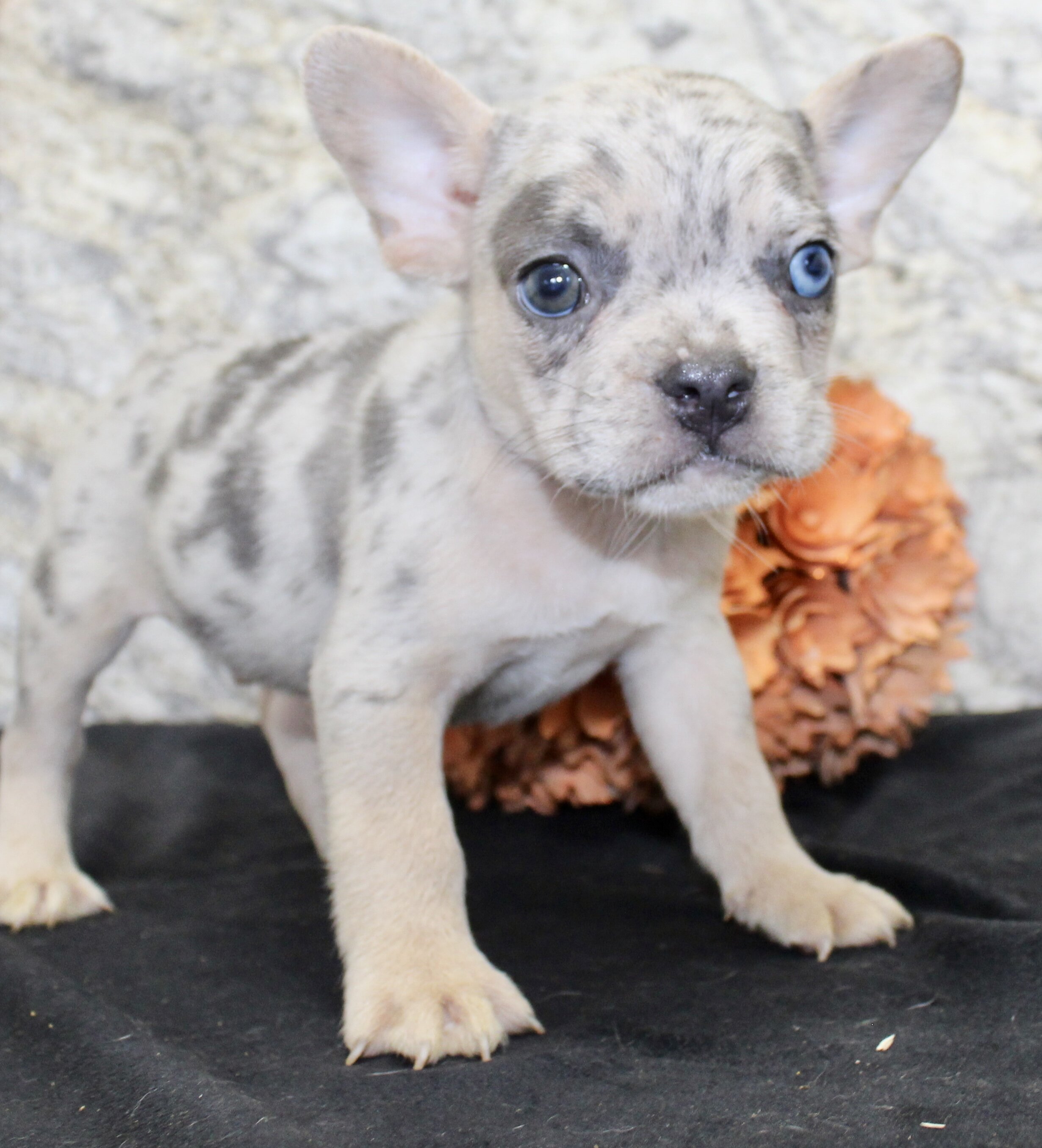 Huck Male AKC French Bulldog image 6