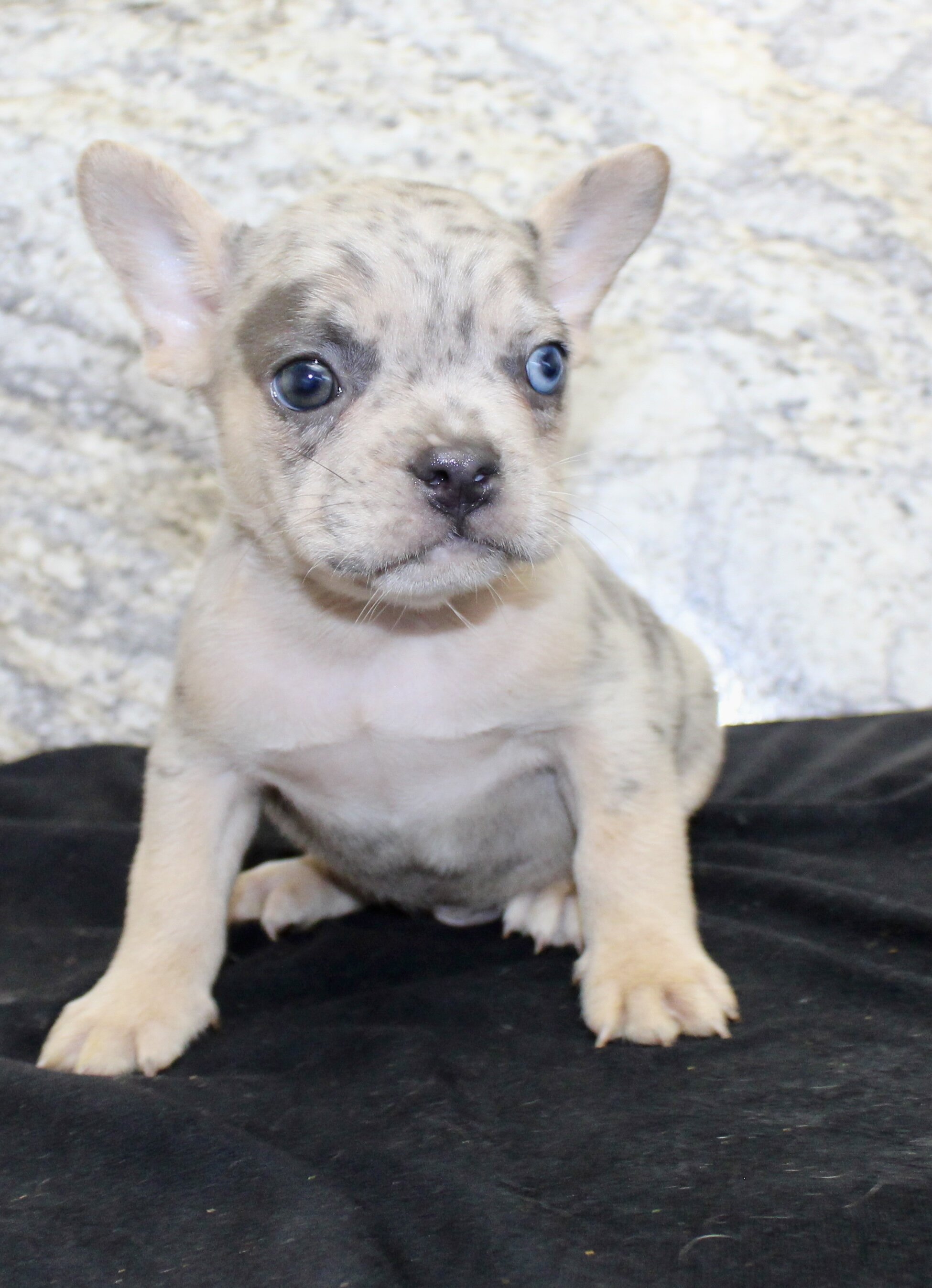 Huck Male AKC French Bulldog image 3