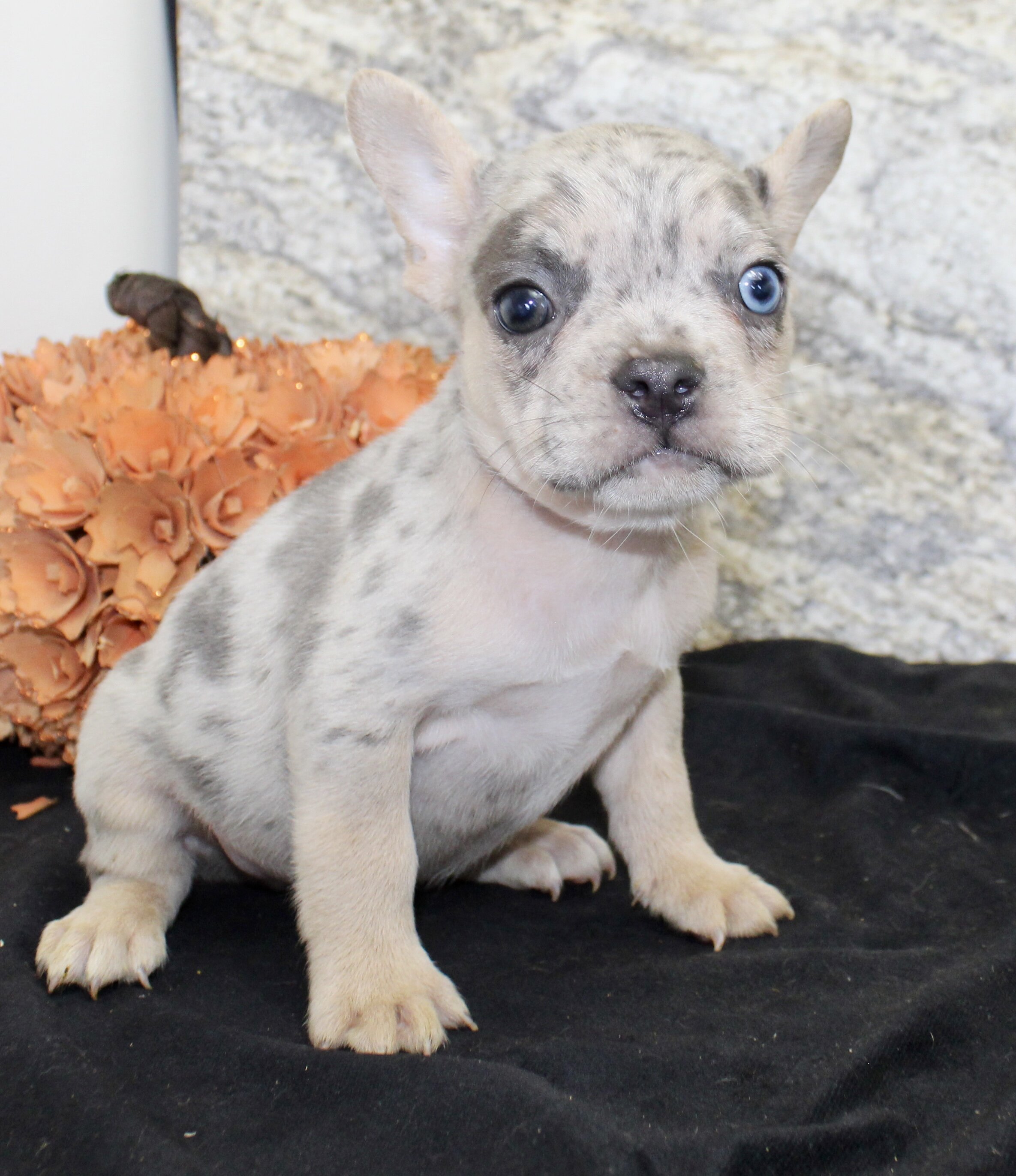 Huck Male AKC French Bulldog image 4
