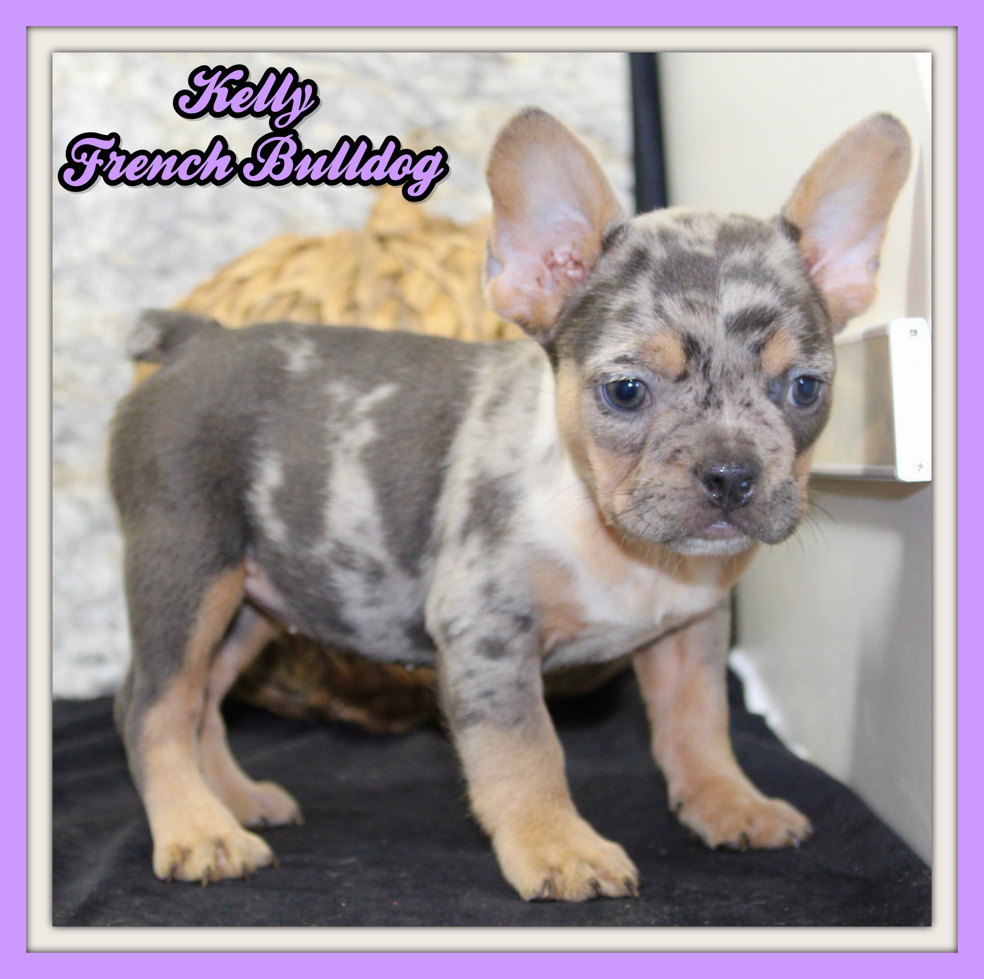Kelly Female AKC French Bulldog image 1