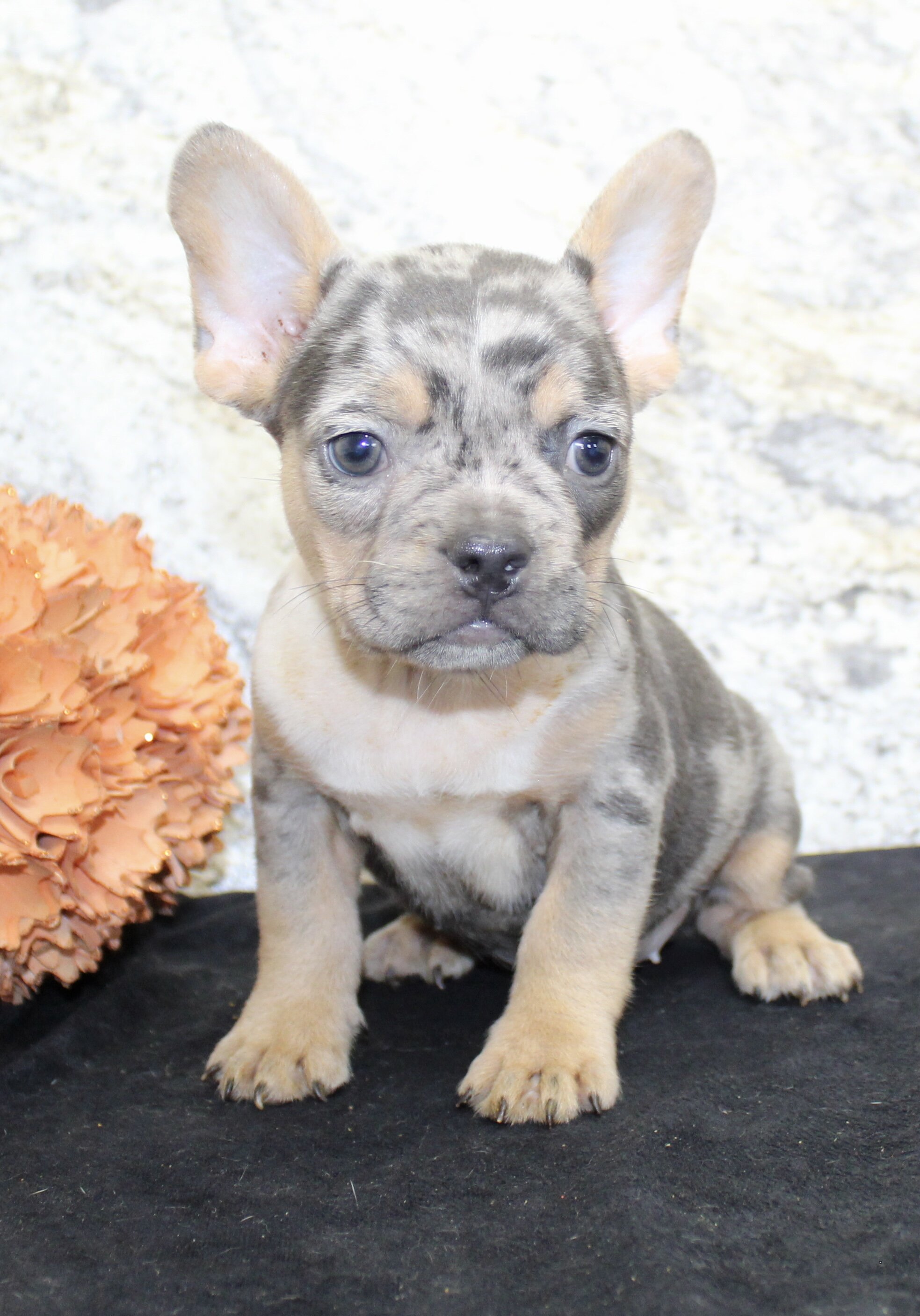 Kelly Female AKC French Bulldog image 3