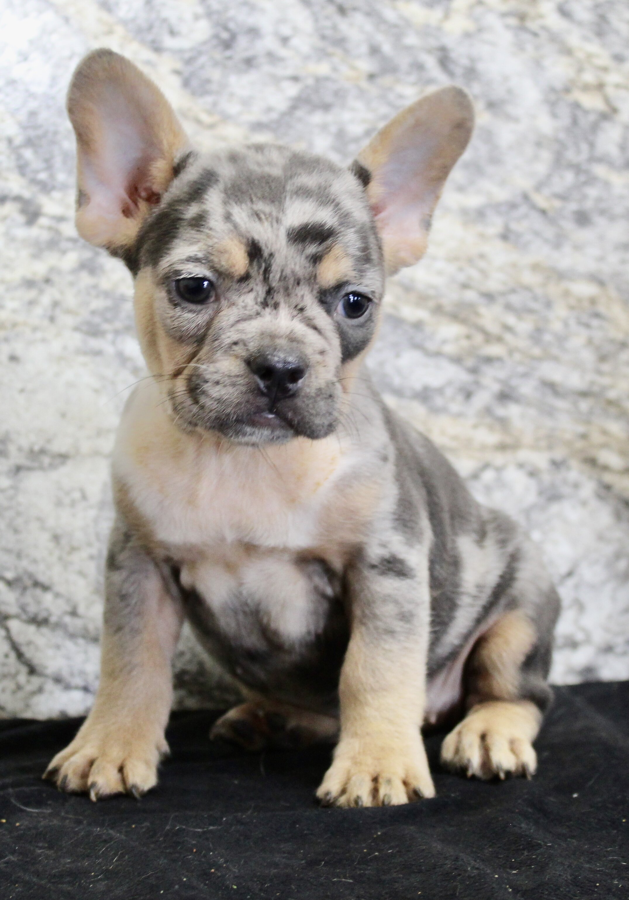 Kelly Female AKC French Bulldog image 4