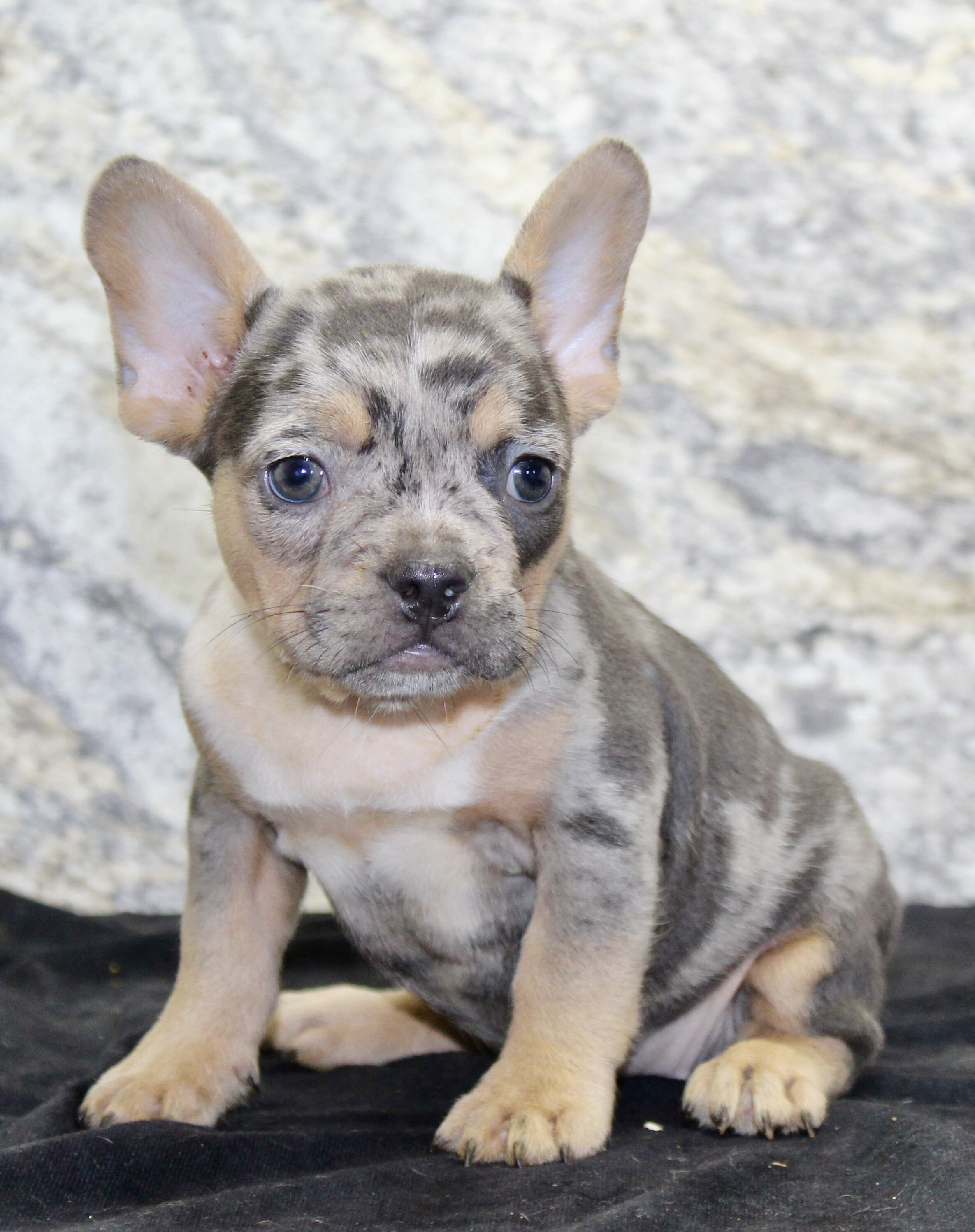 Kelly Female AKC French Bulldog image 8