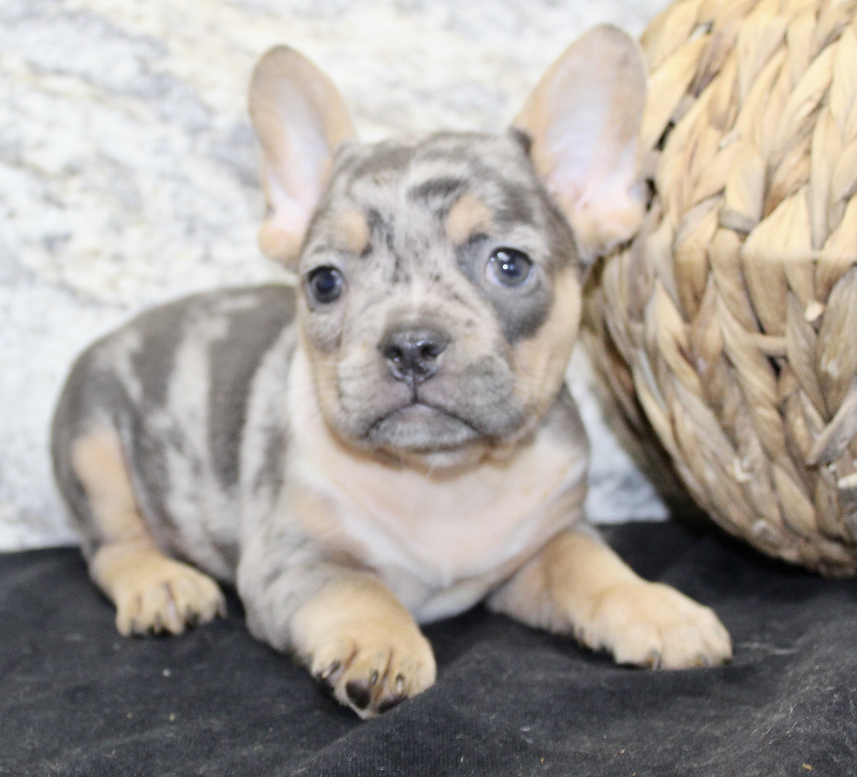 Kelly Female AKC French Bulldog image 2