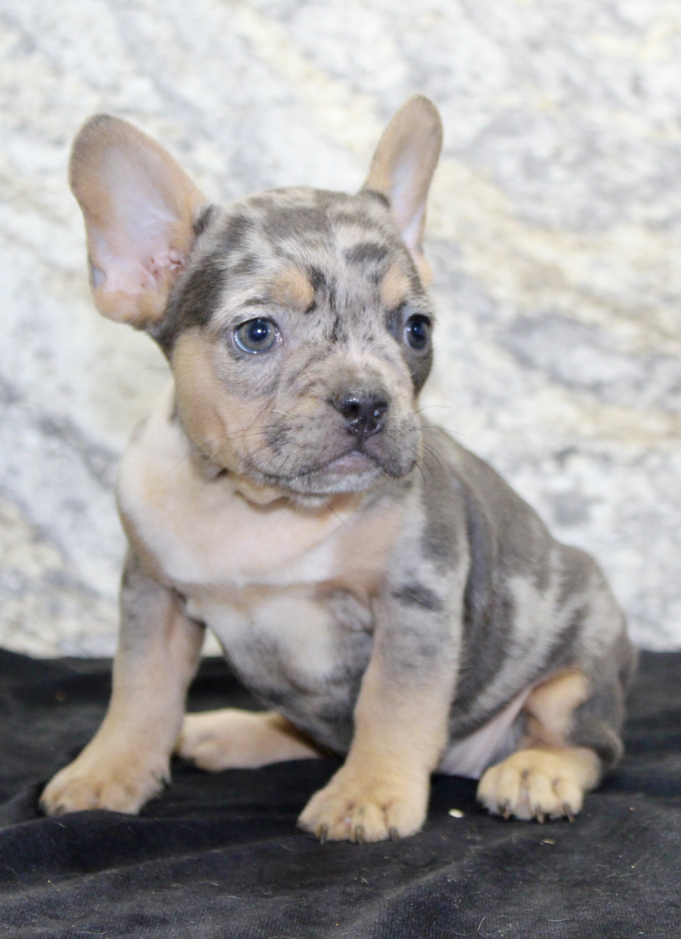 Kelly Female AKC French Bulldog image 7