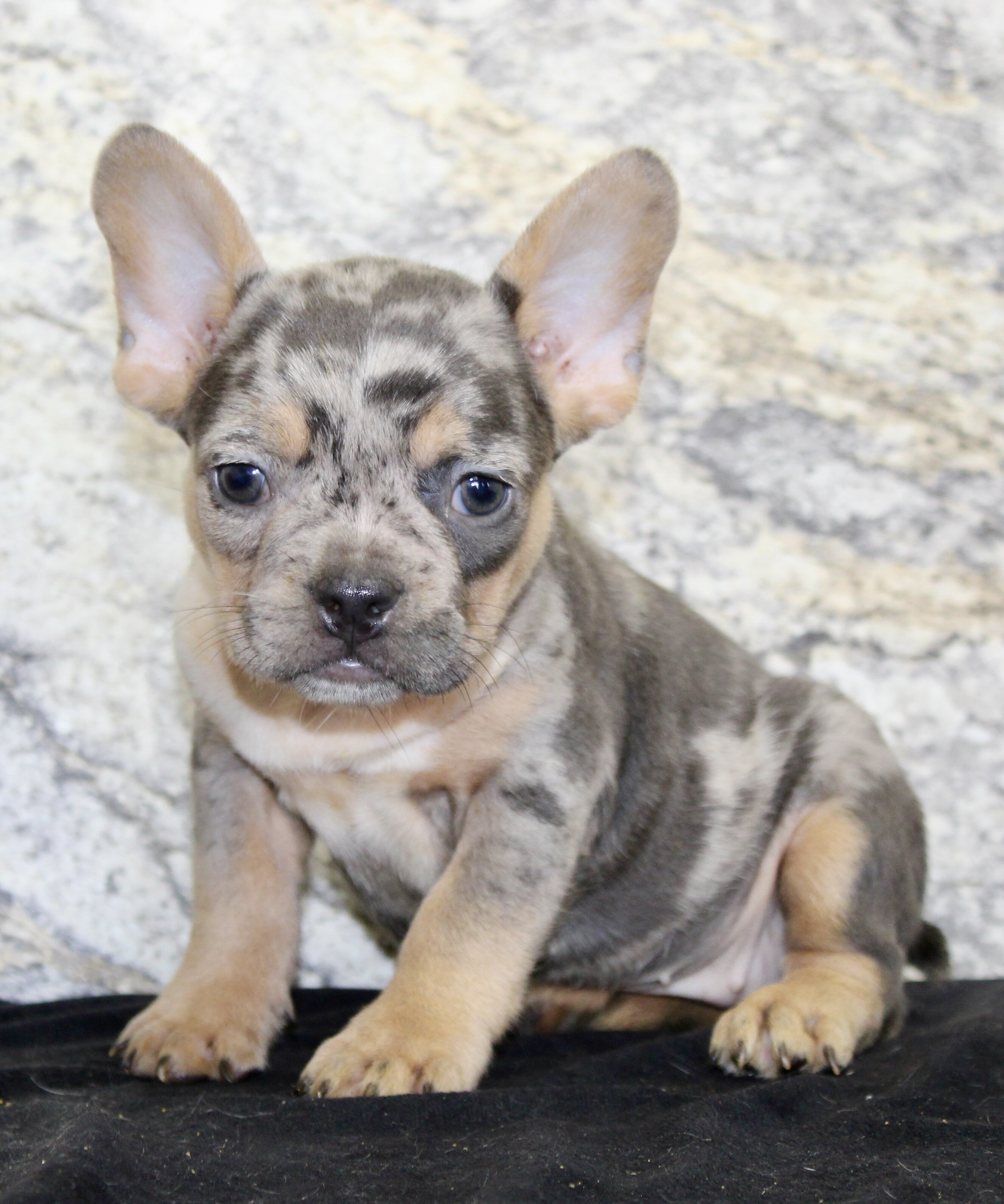 Kelly Female AKC French Bulldog image 5