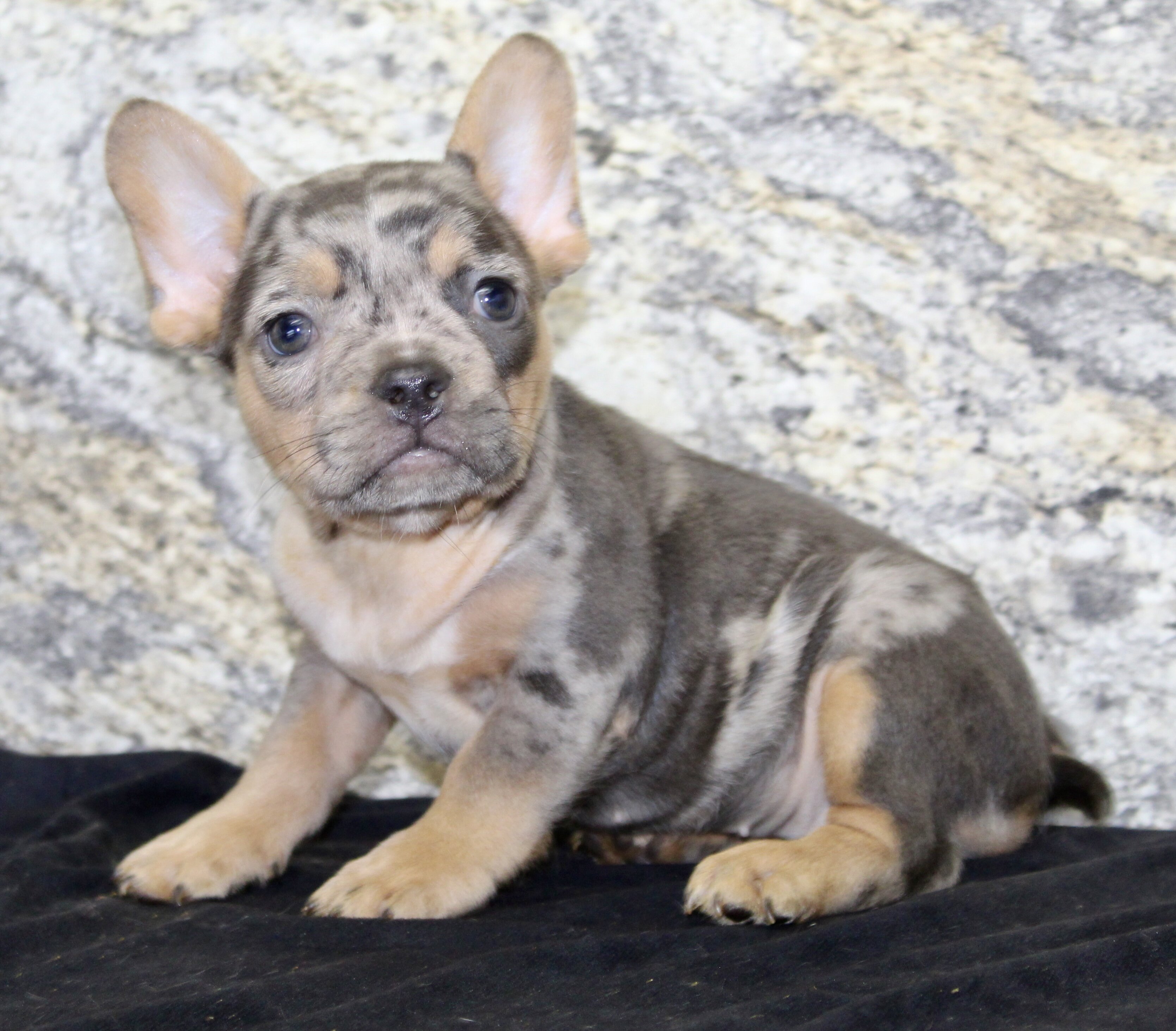 Kelly Female AKC French Bulldog image 6