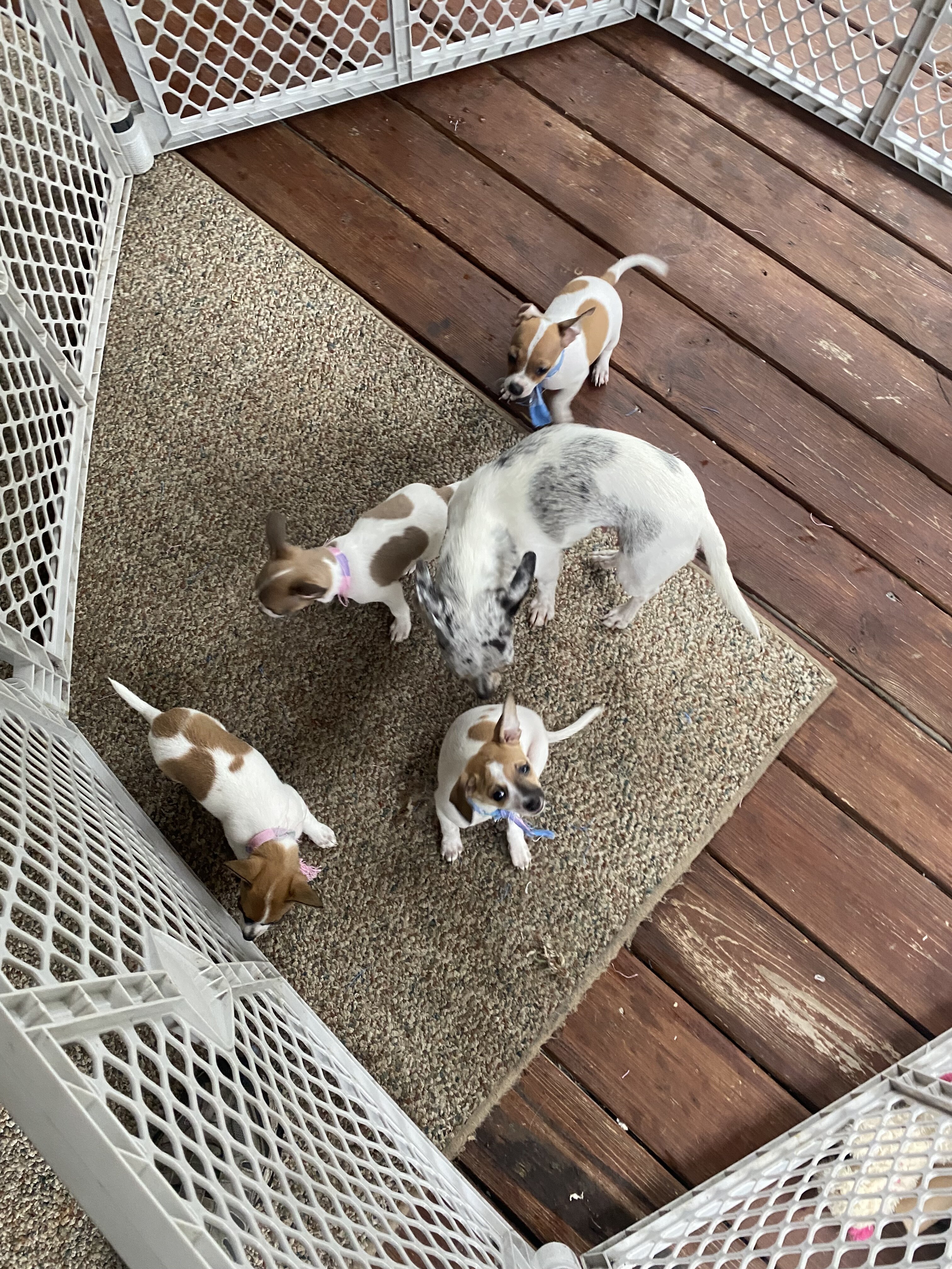 Adorable Chihuahuas image 2