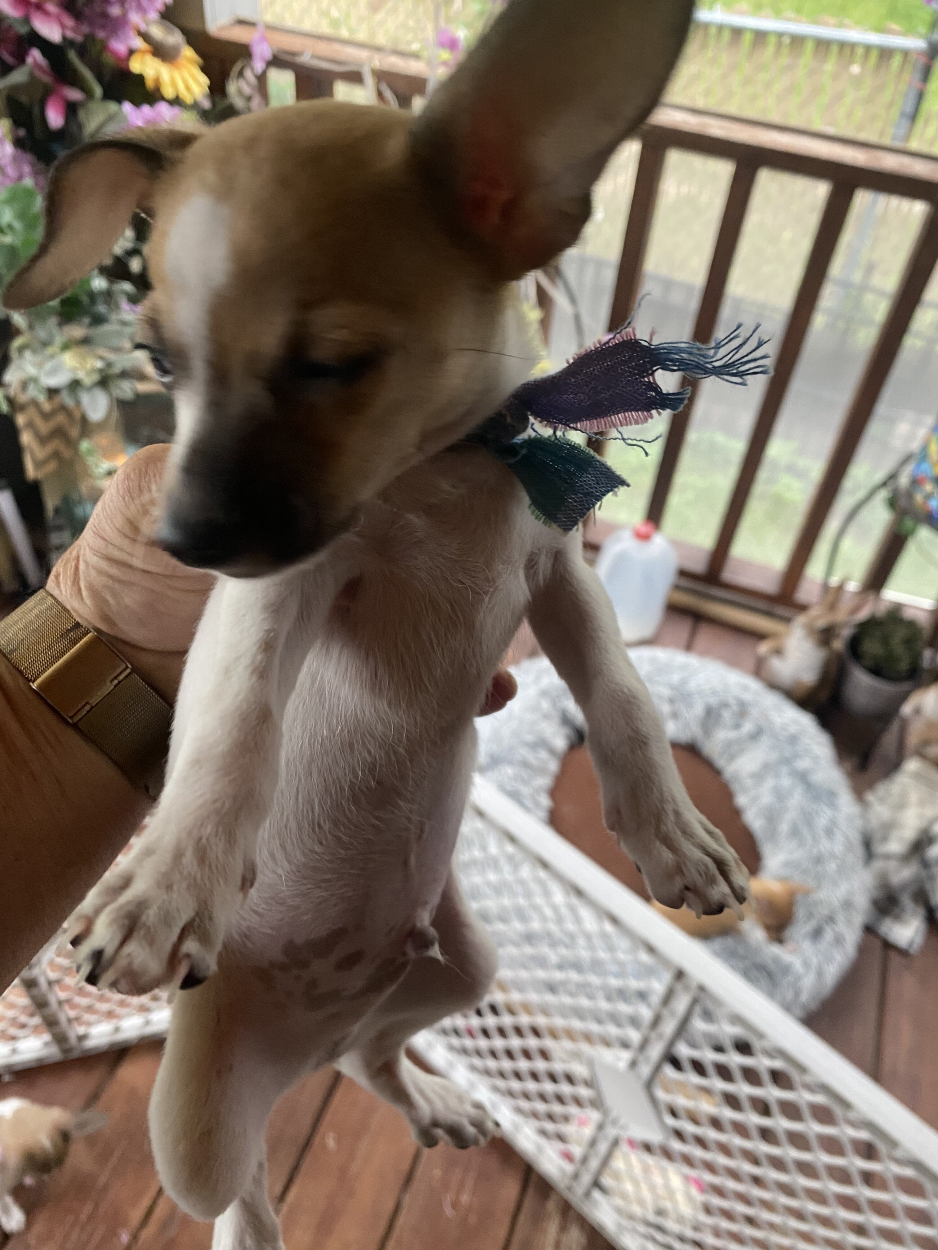 Adorable Chihuahuas image 5