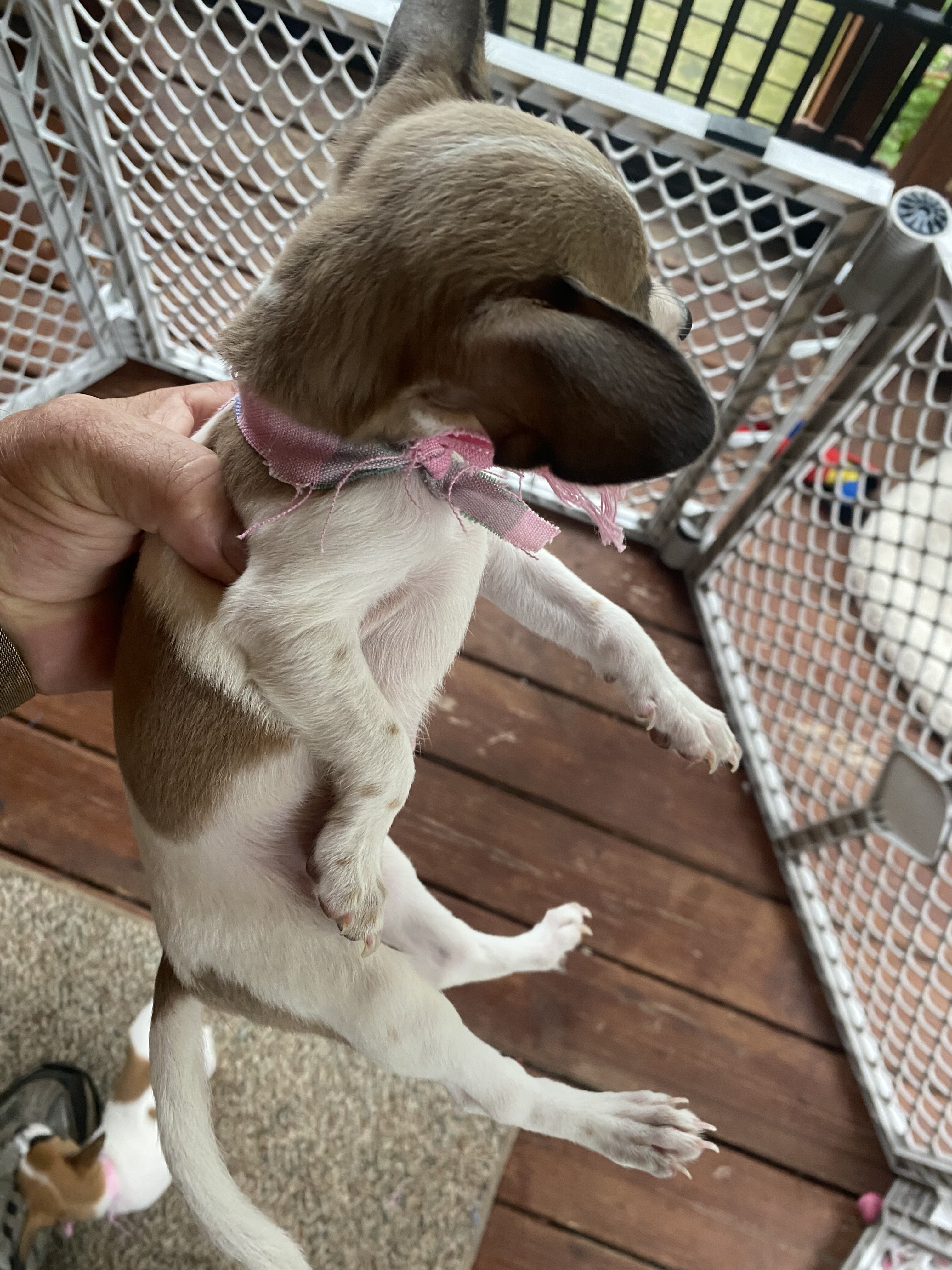 Adorable Chihuahuas image 6