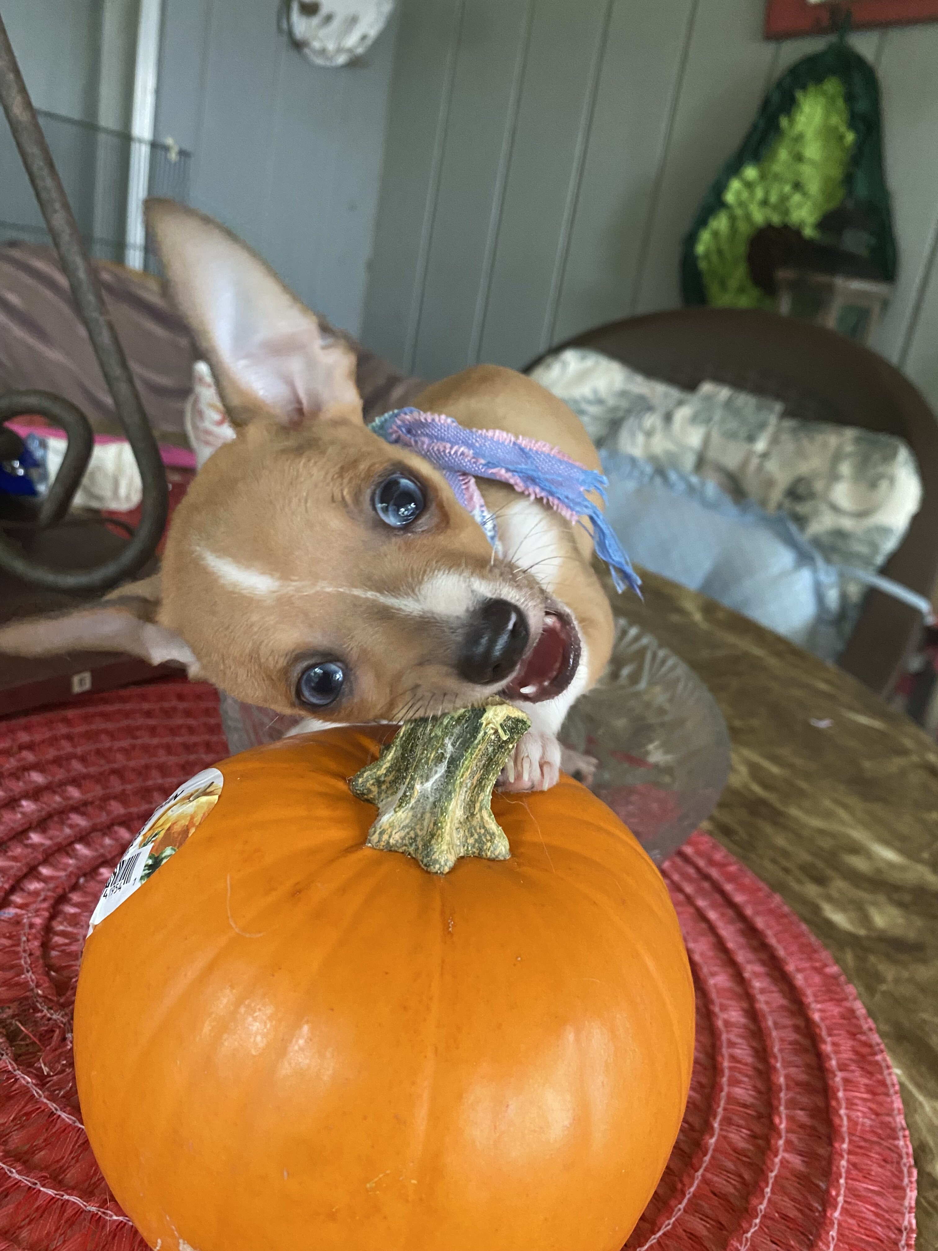 Adorable Chihuahuas image 1