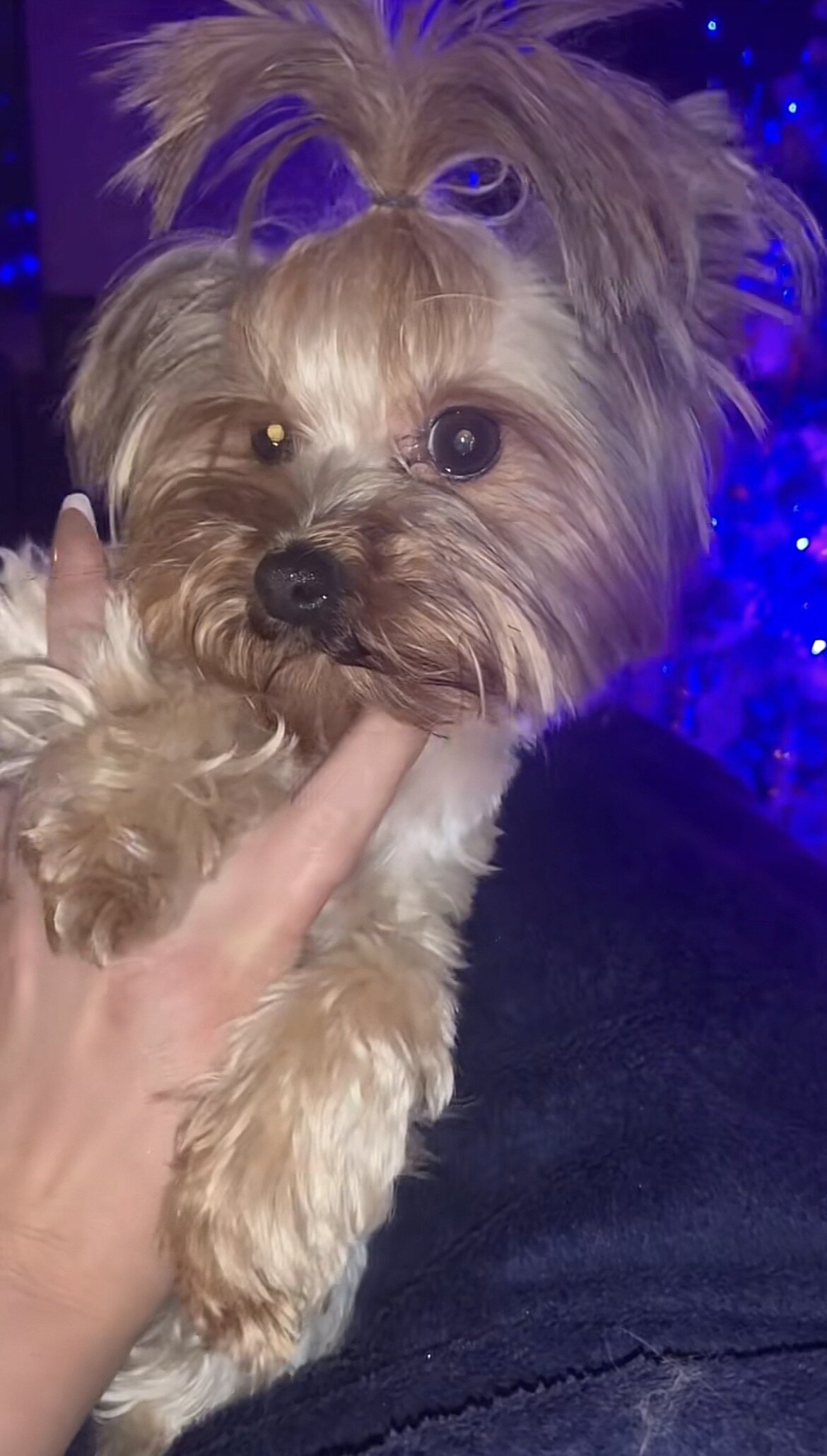 MICRO YORKIE MALE image 4