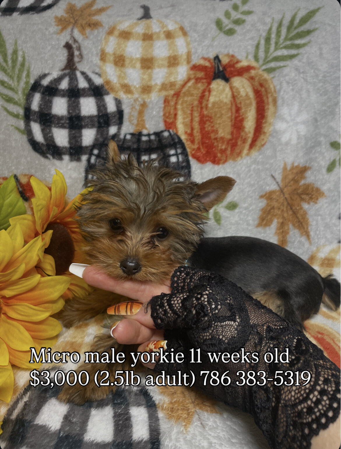 MICRO YORKIE MALE image 1
