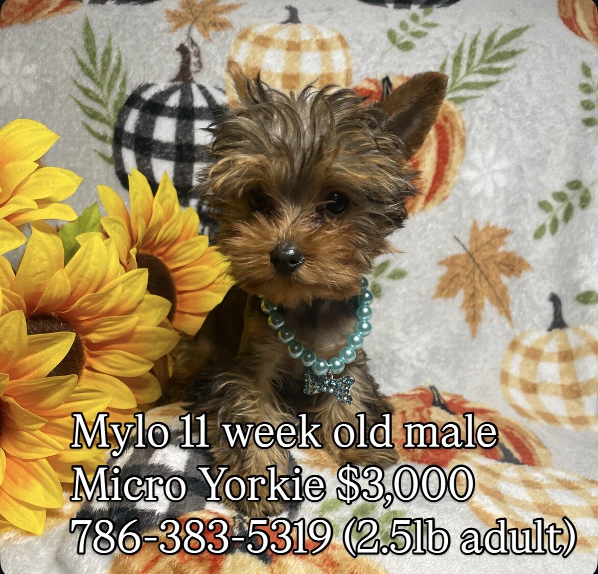 MICRO YORKIE MALE image 2