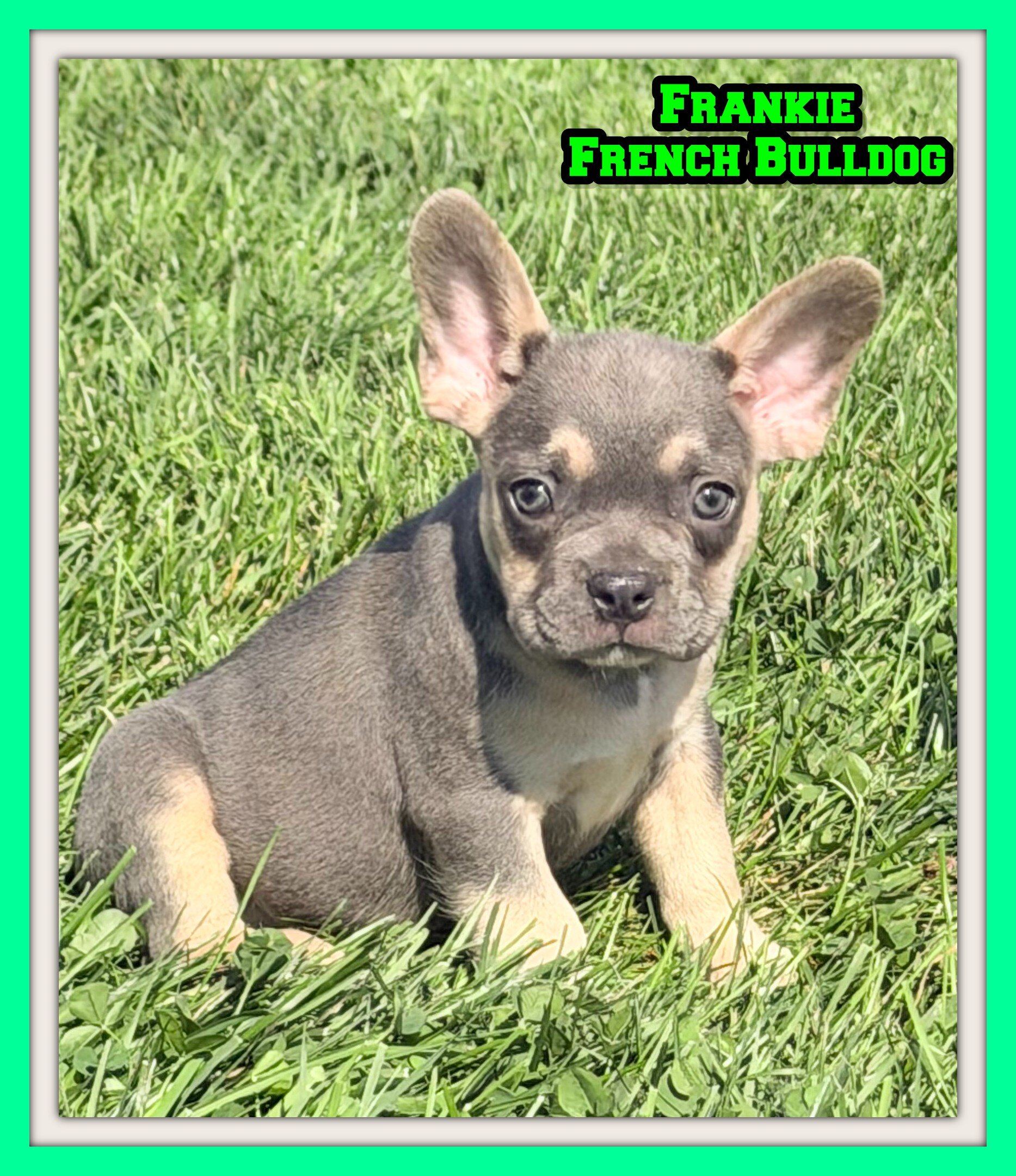 Frankie Male AKC French Bulldog image 1