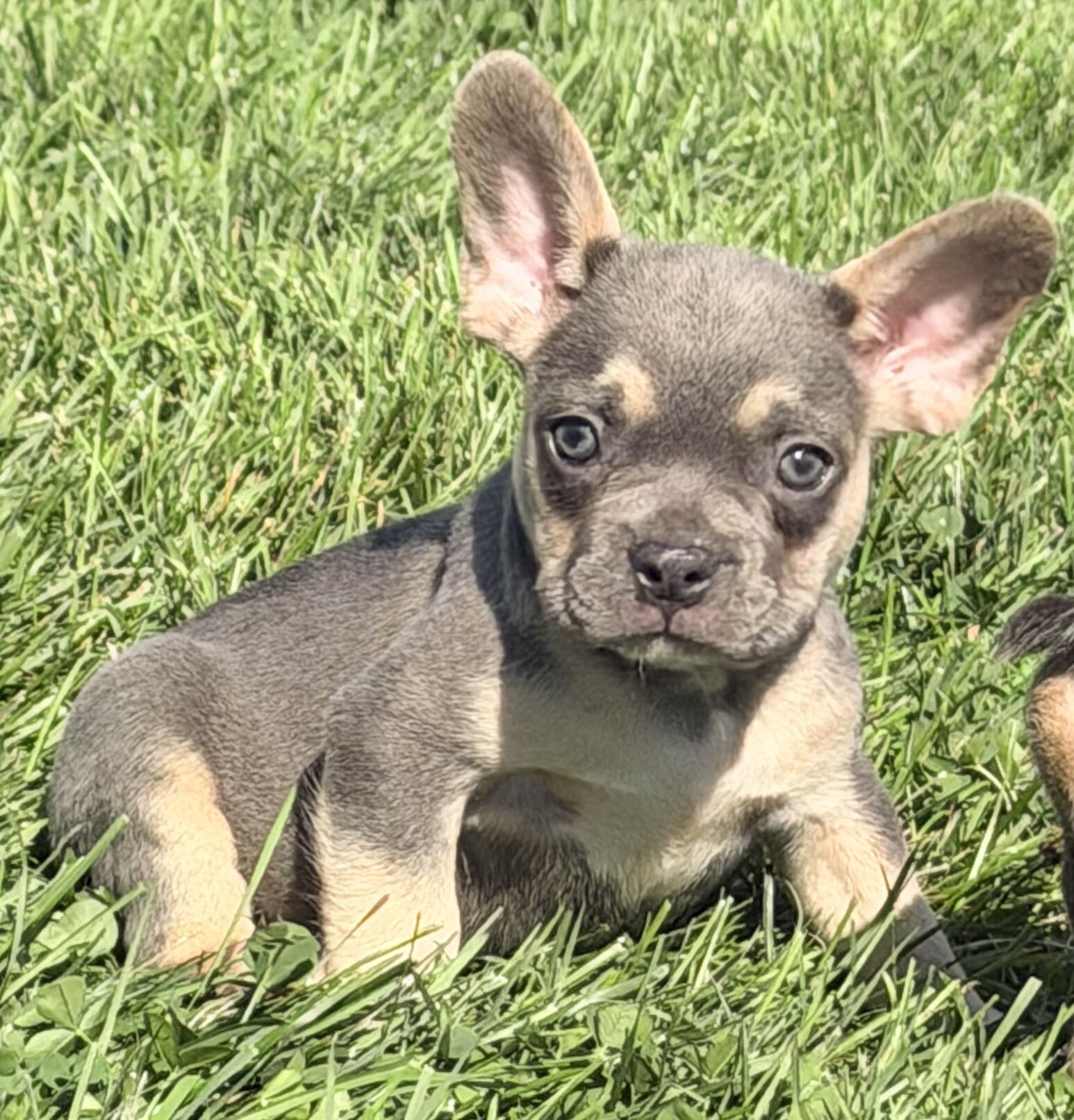 Frankie Male AKC French Bulldog image 6