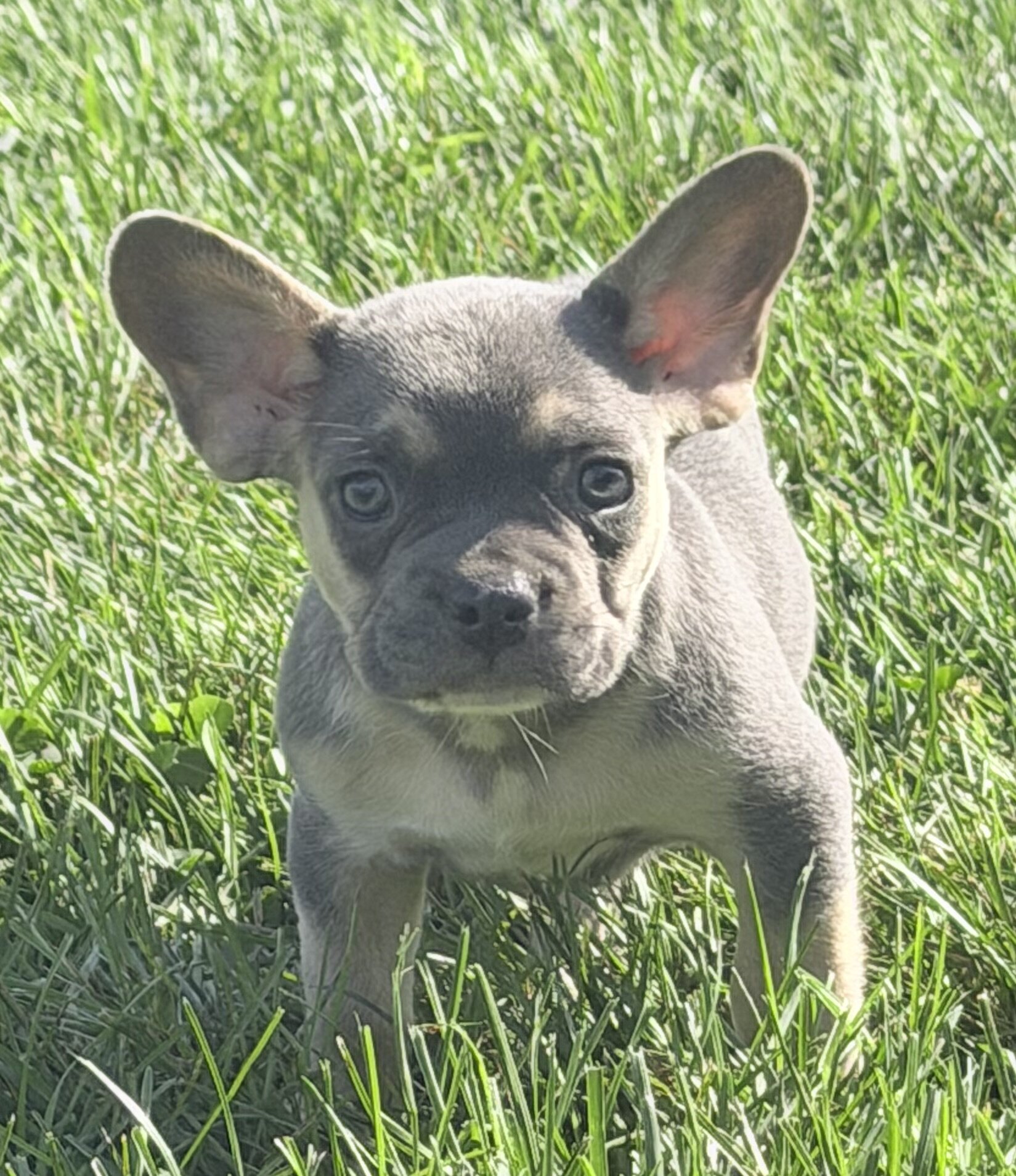 Frankie Male AKC French Bulldog image 4