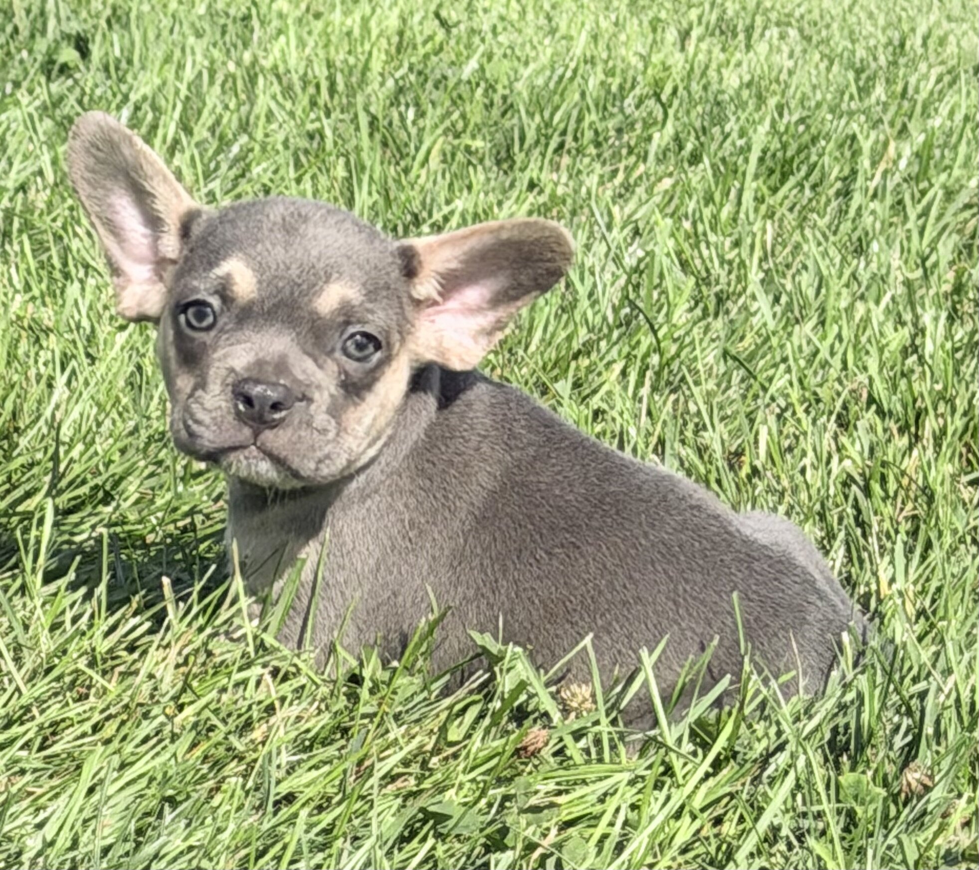 Frankie Male AKC French Bulldog image 5