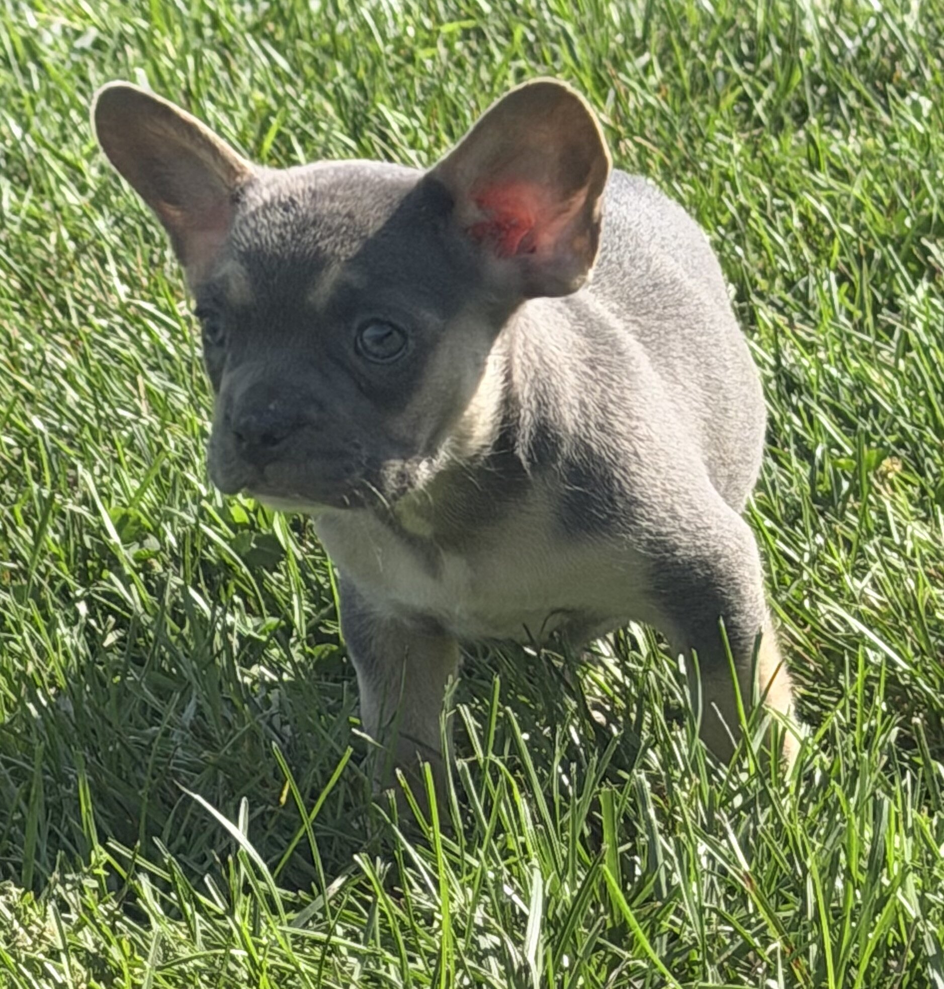 Frankie Male AKC French Bulldog image 2