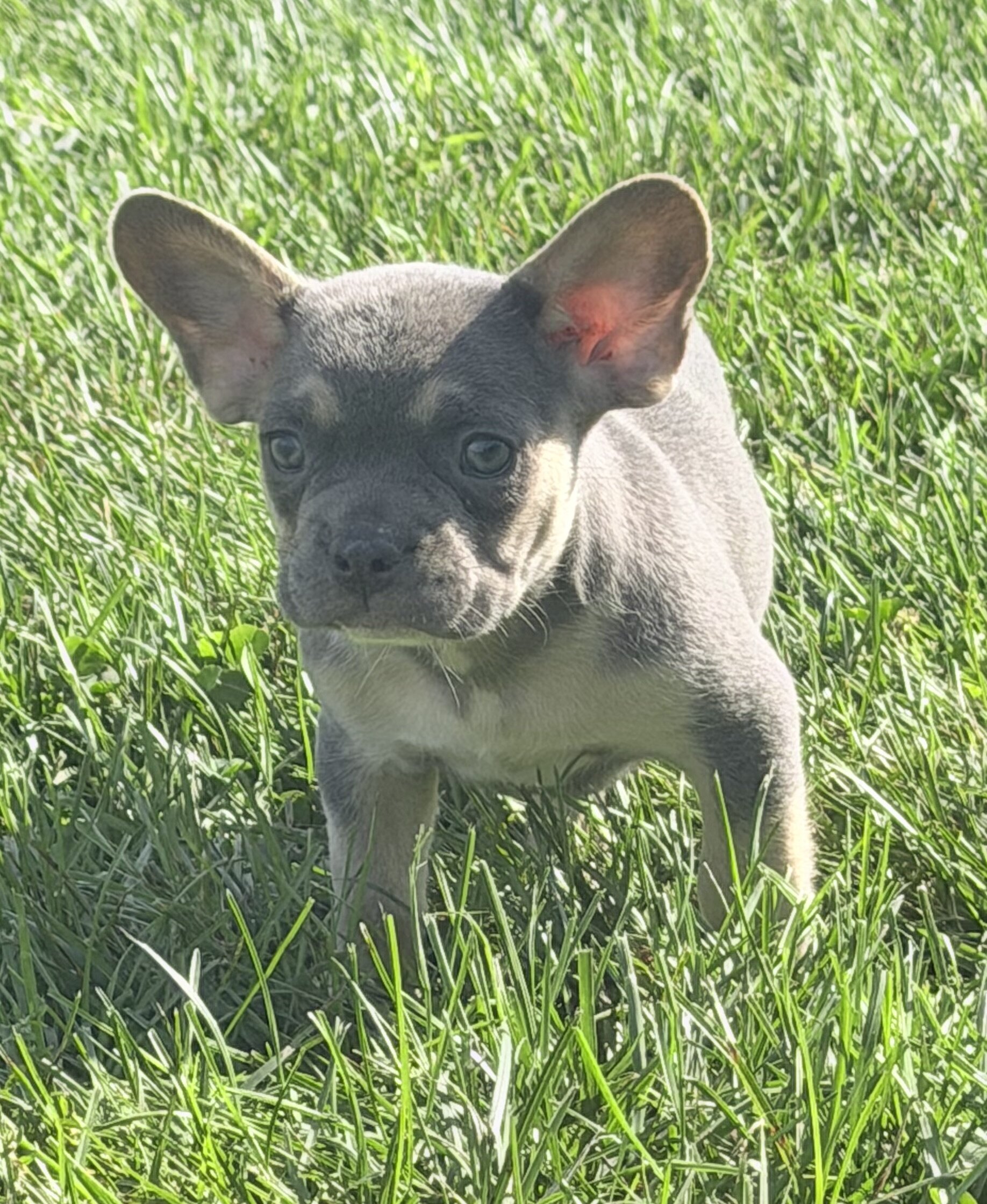 Frankie Male AKC French Bulldog image 3