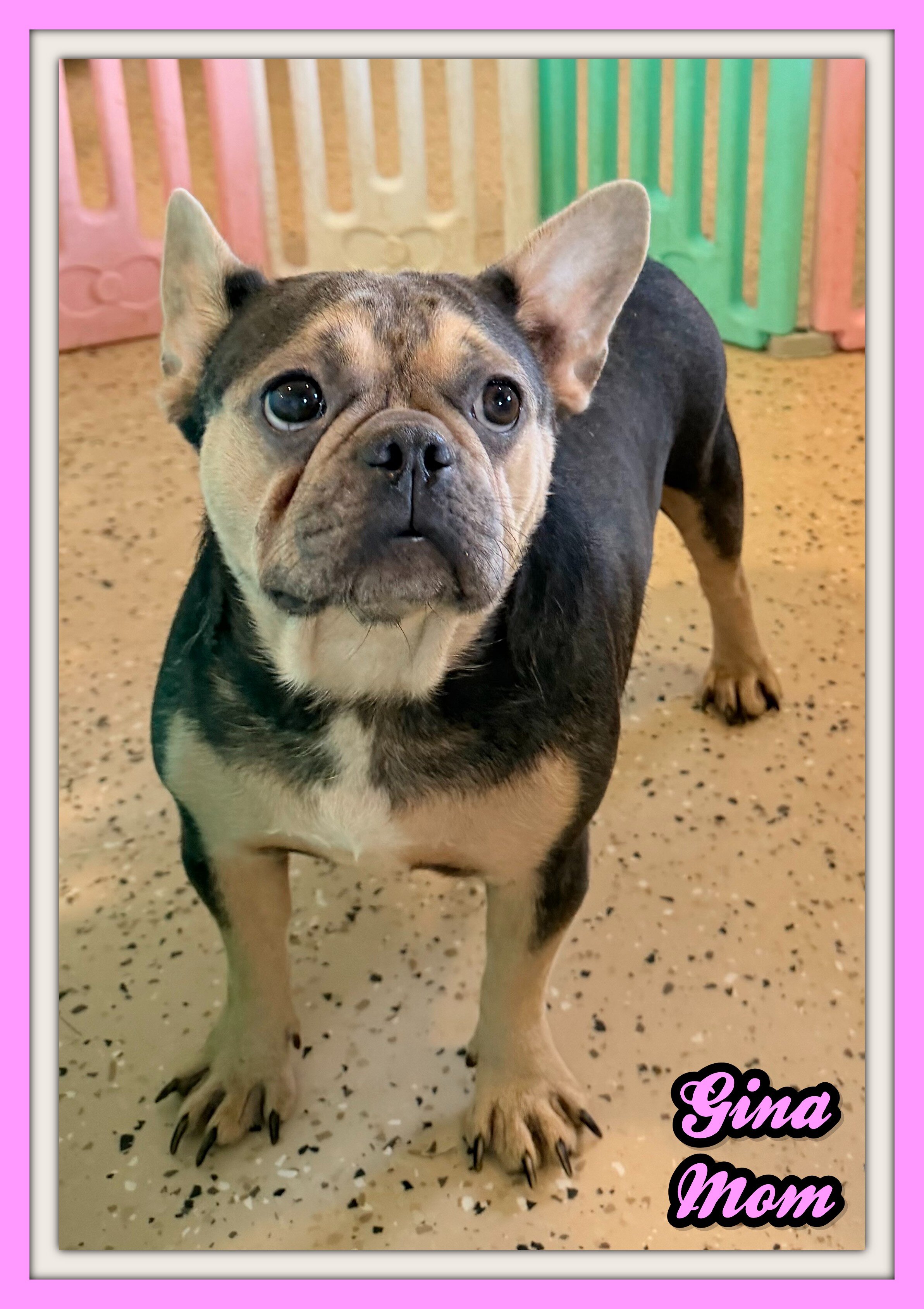 Frankie Male AKC French Bulldog image 9