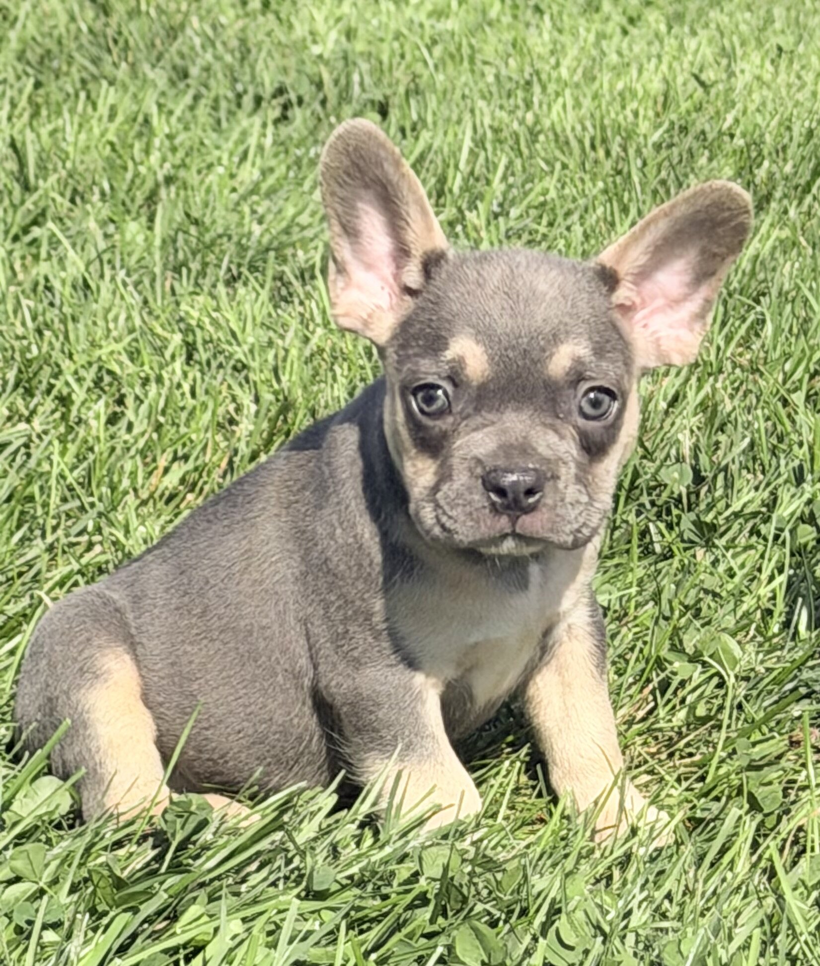 Frankie Male AKC French Bulldog image 7