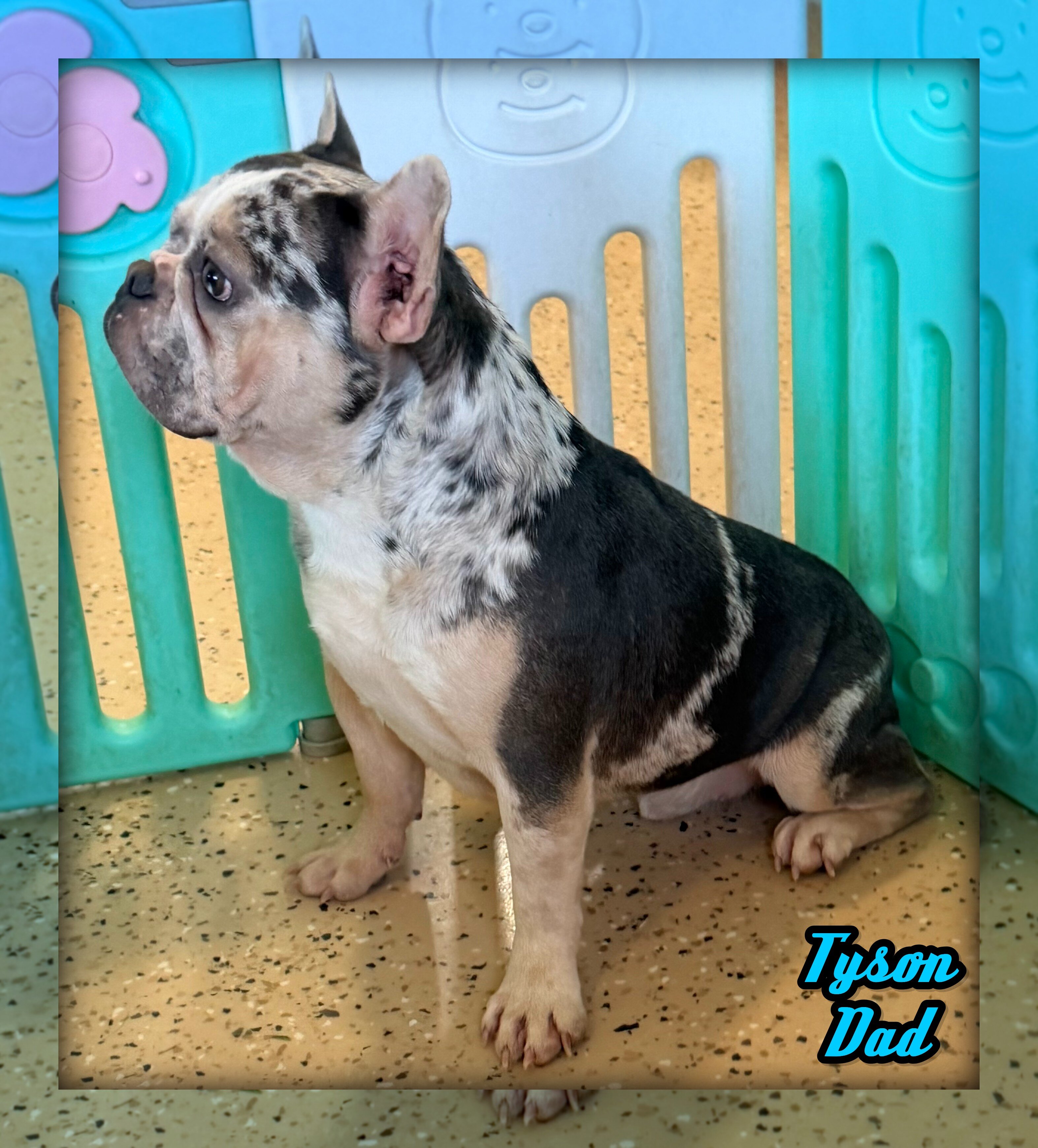 Frankie Male AKC French Bulldog image 8