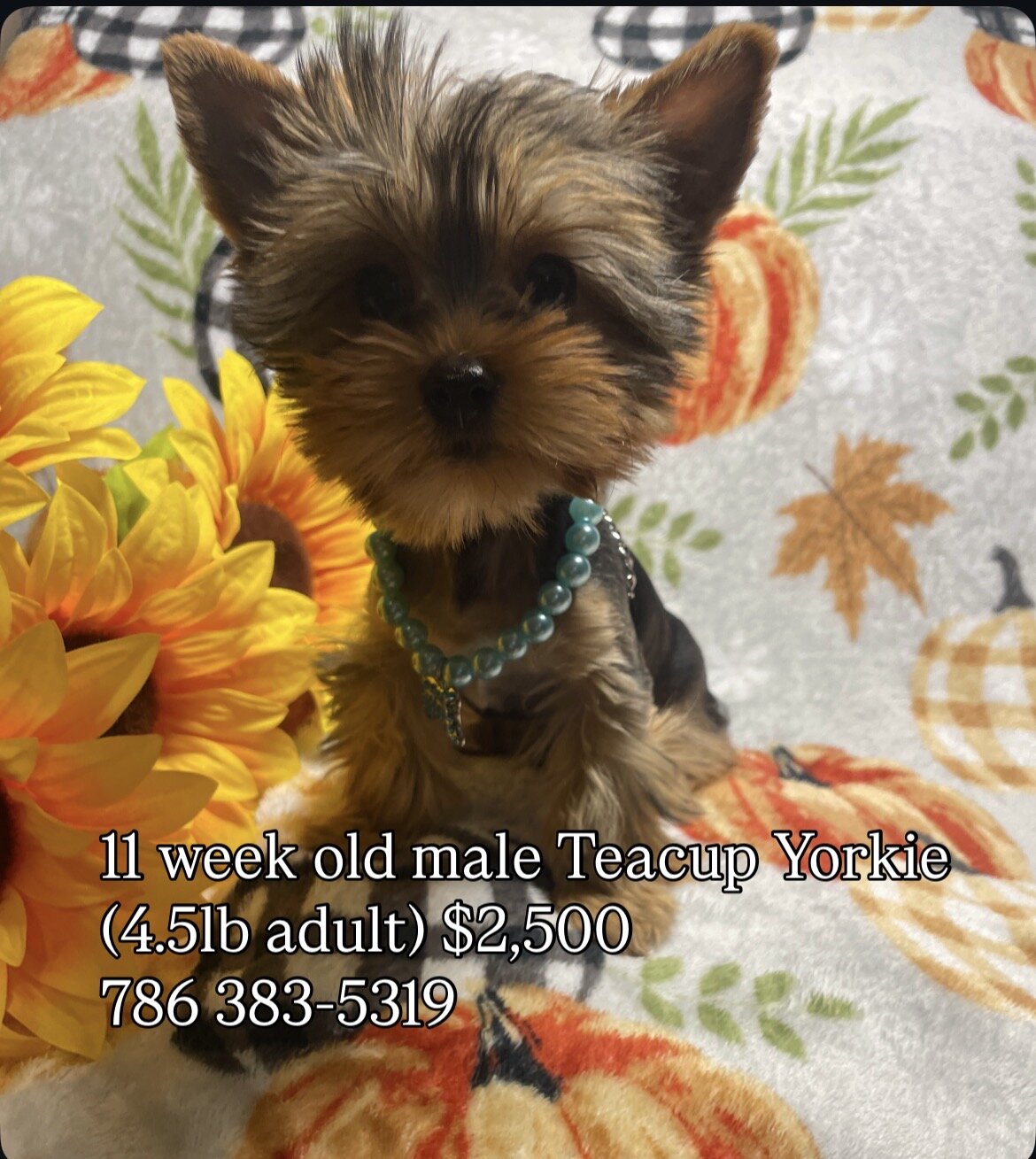 TEACUP YORKIE MALE 11 WEEKS OLD image 2