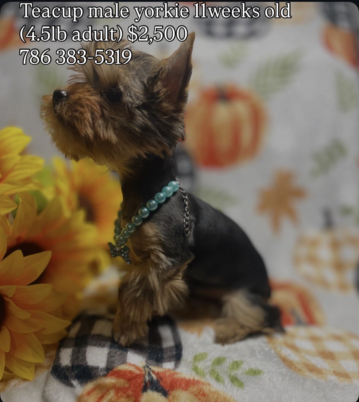 TEACUP YORKIE MALE 11 WEEKS OLD image 3