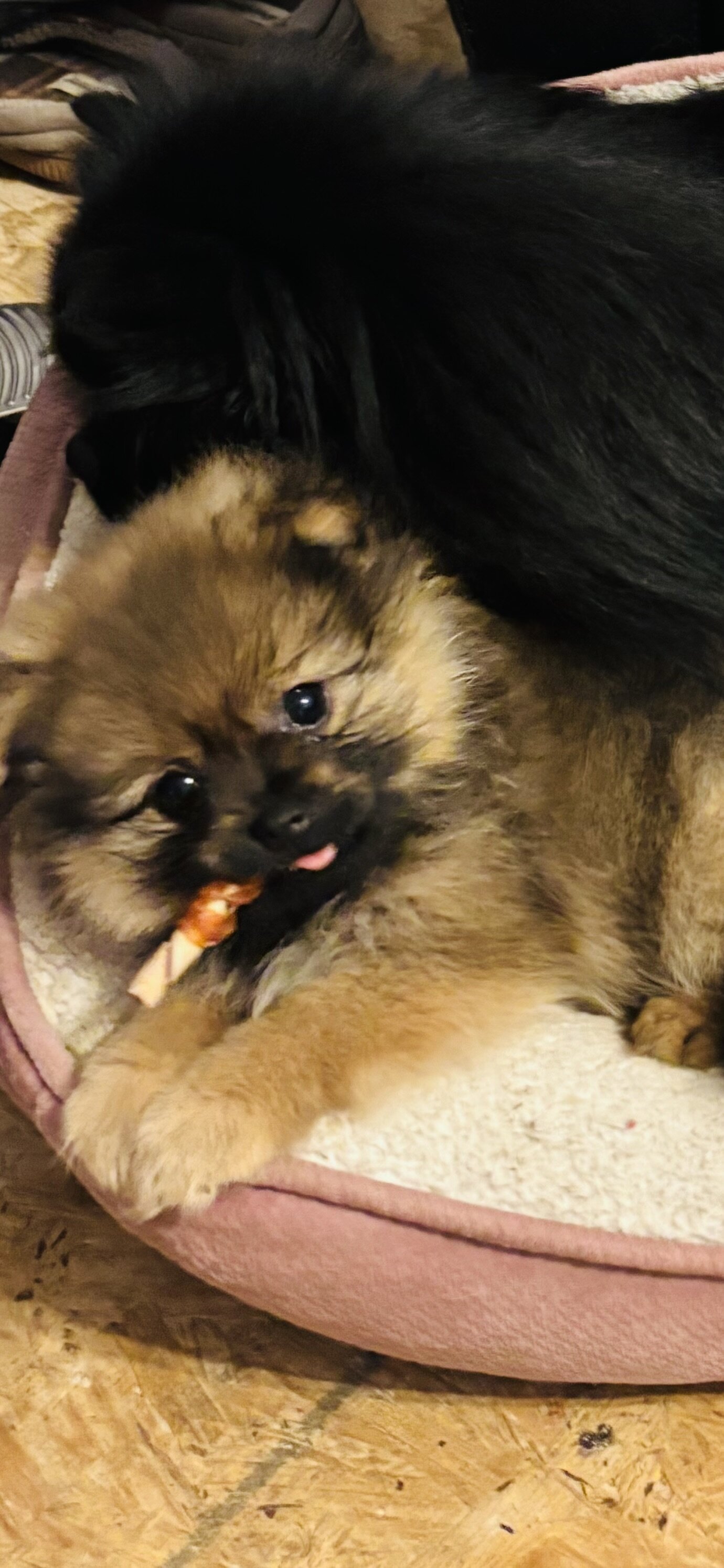 Purebred Pomeranian Puppies image 1