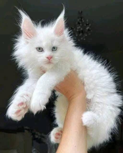 female Maincoon kitten image 1