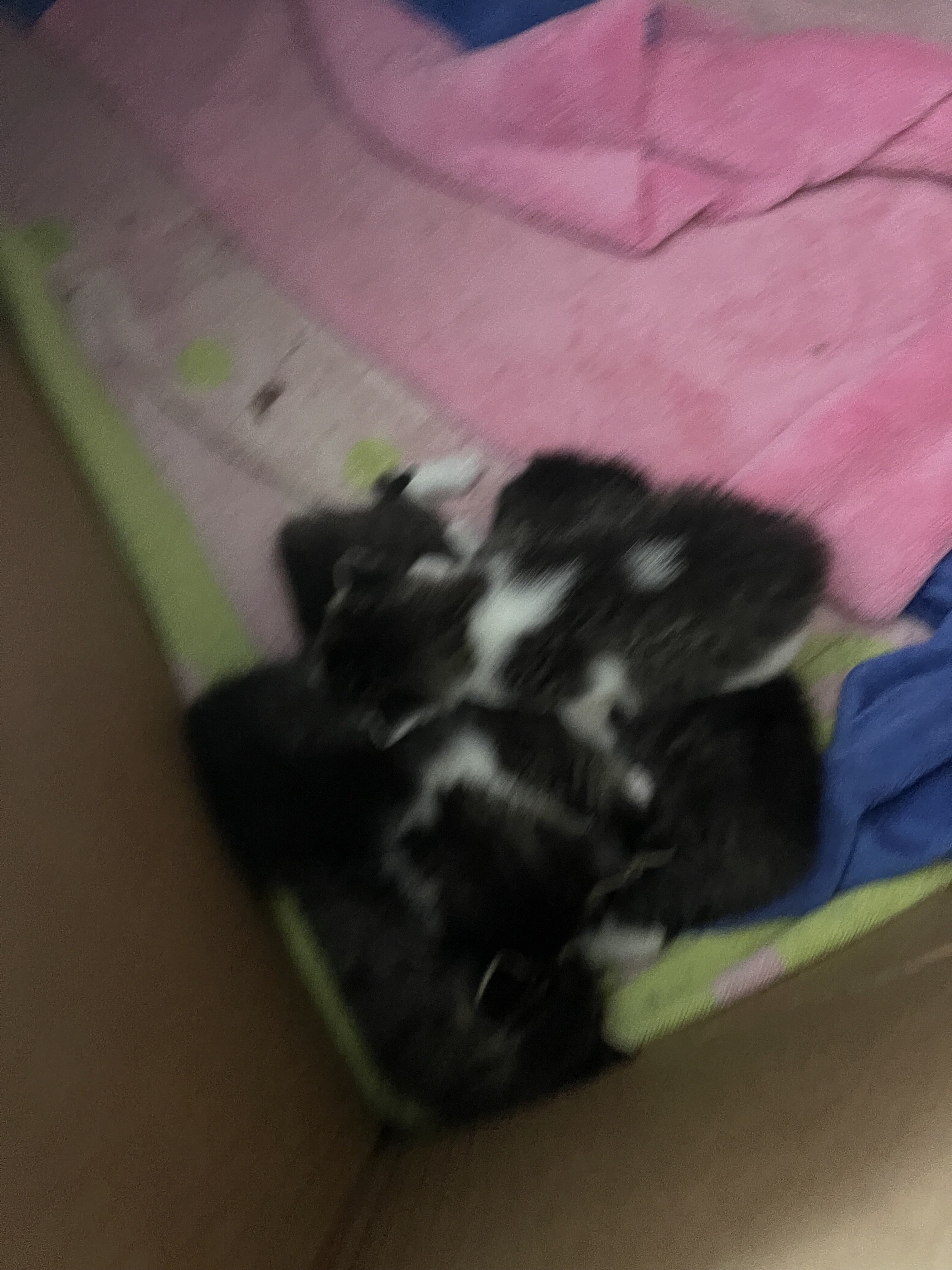 Kittens to good home image 3