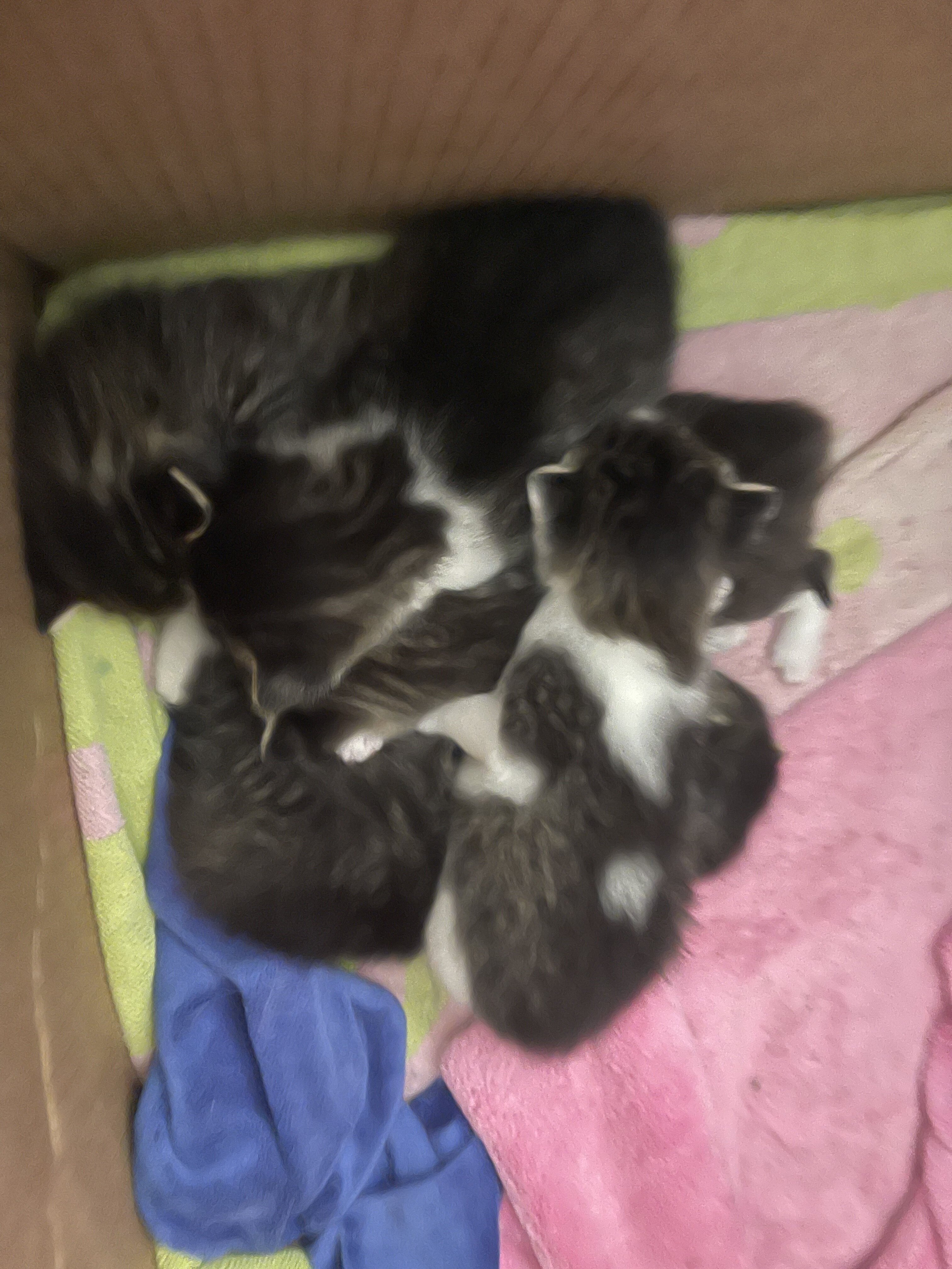 Kittens to good home image 4