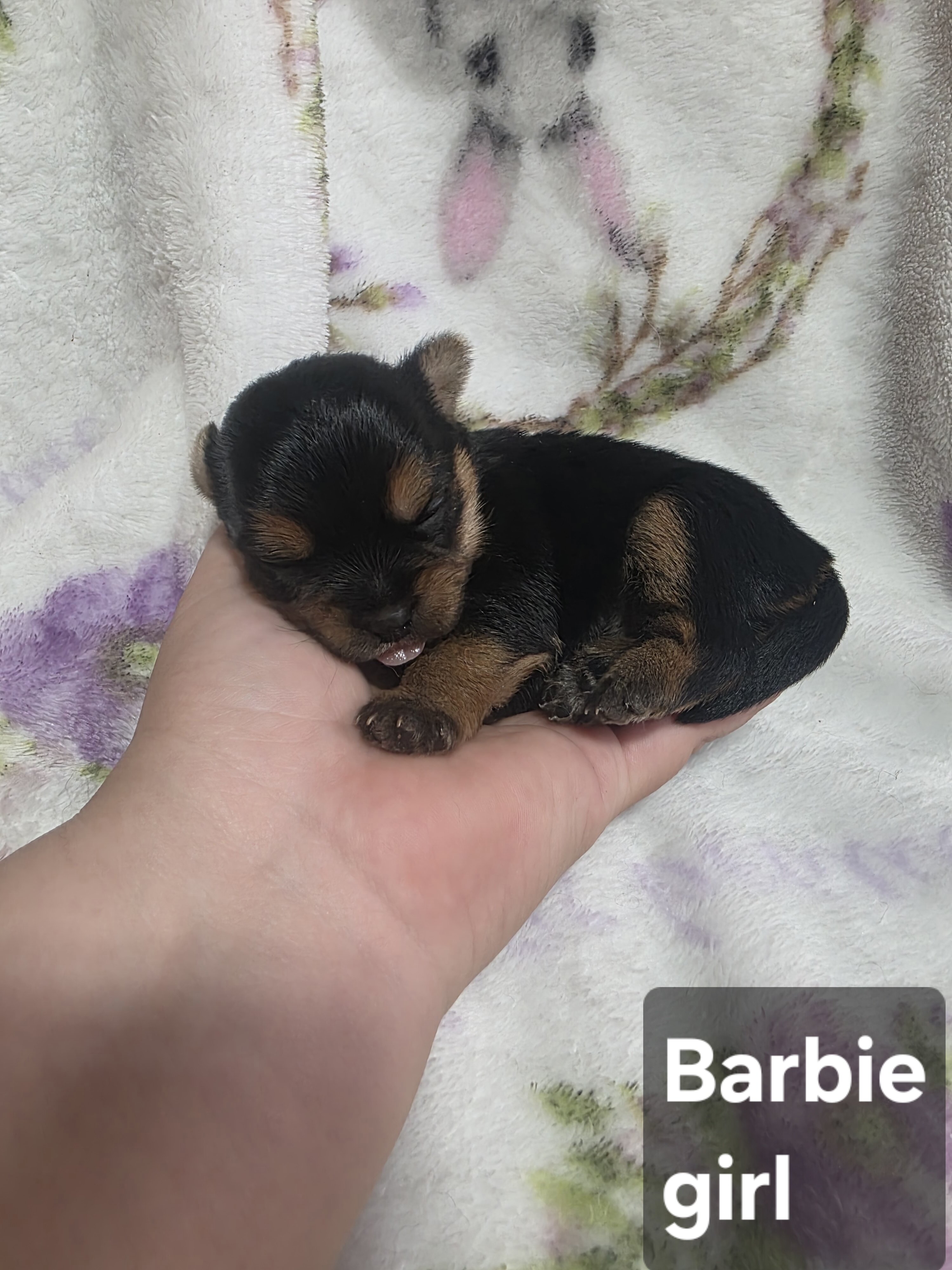 Tiny Yoranian puppies image 7