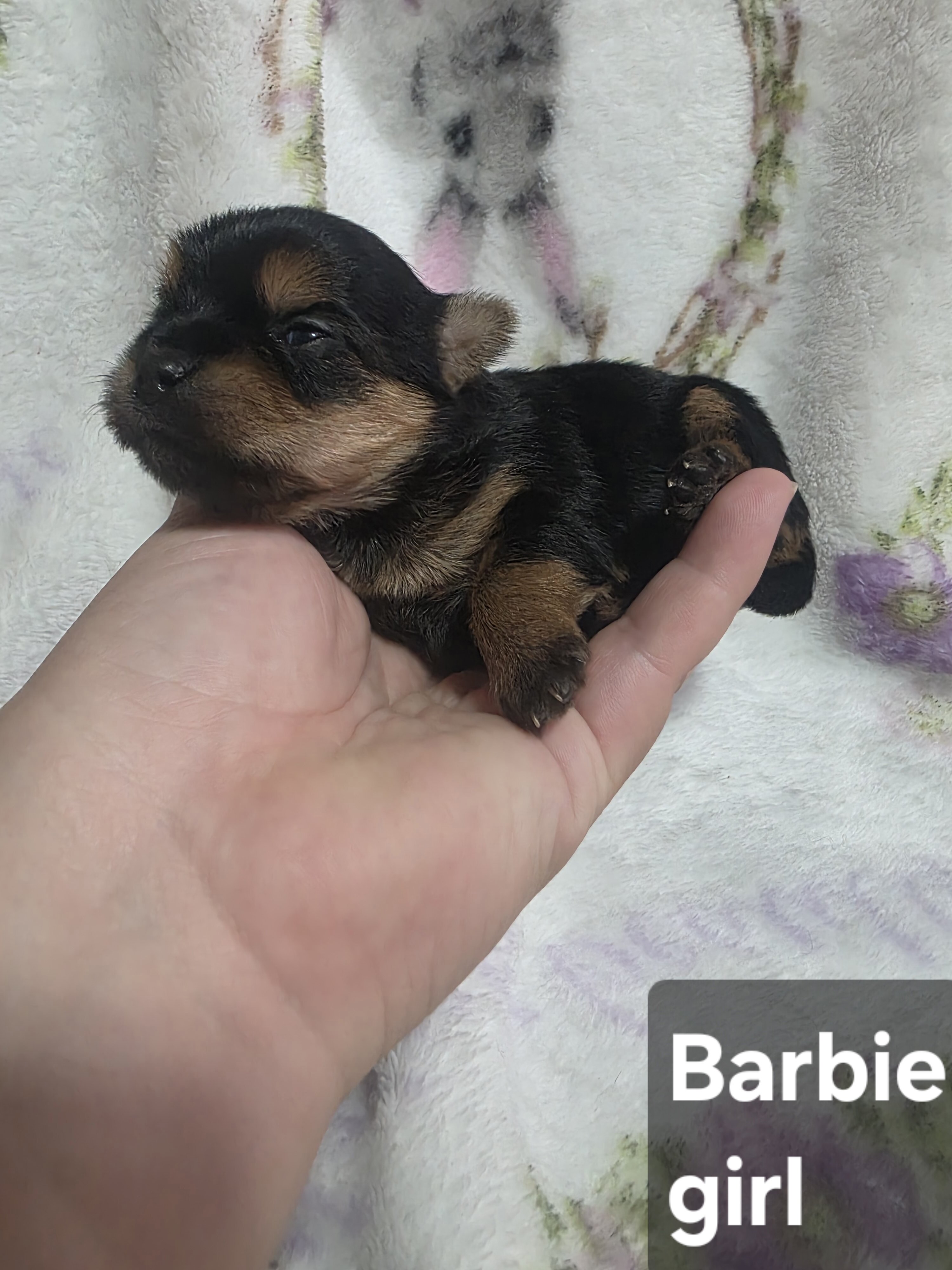 Tiny Yoranian puppies image 8