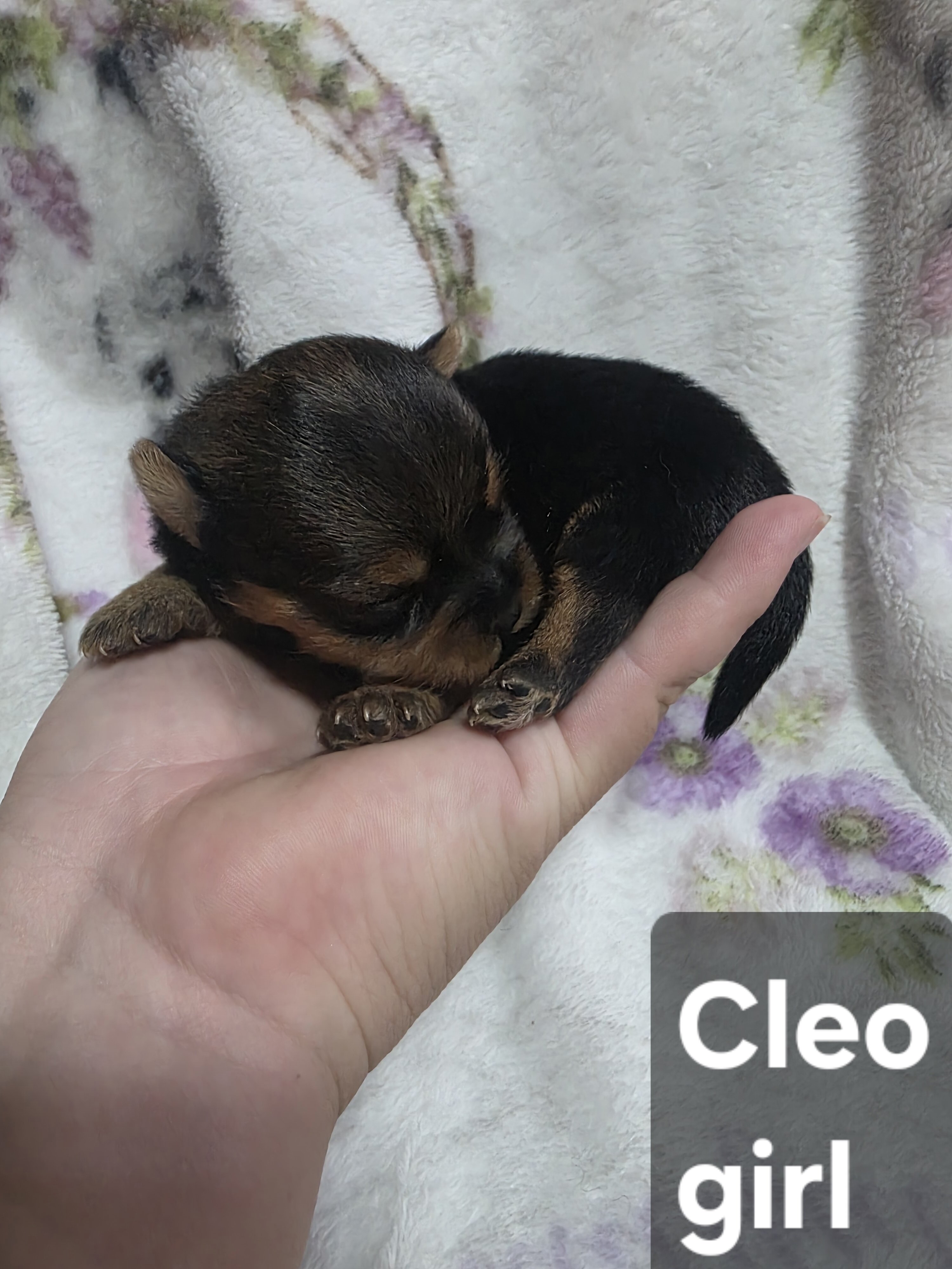 Tiny Yoranian puppies image 6