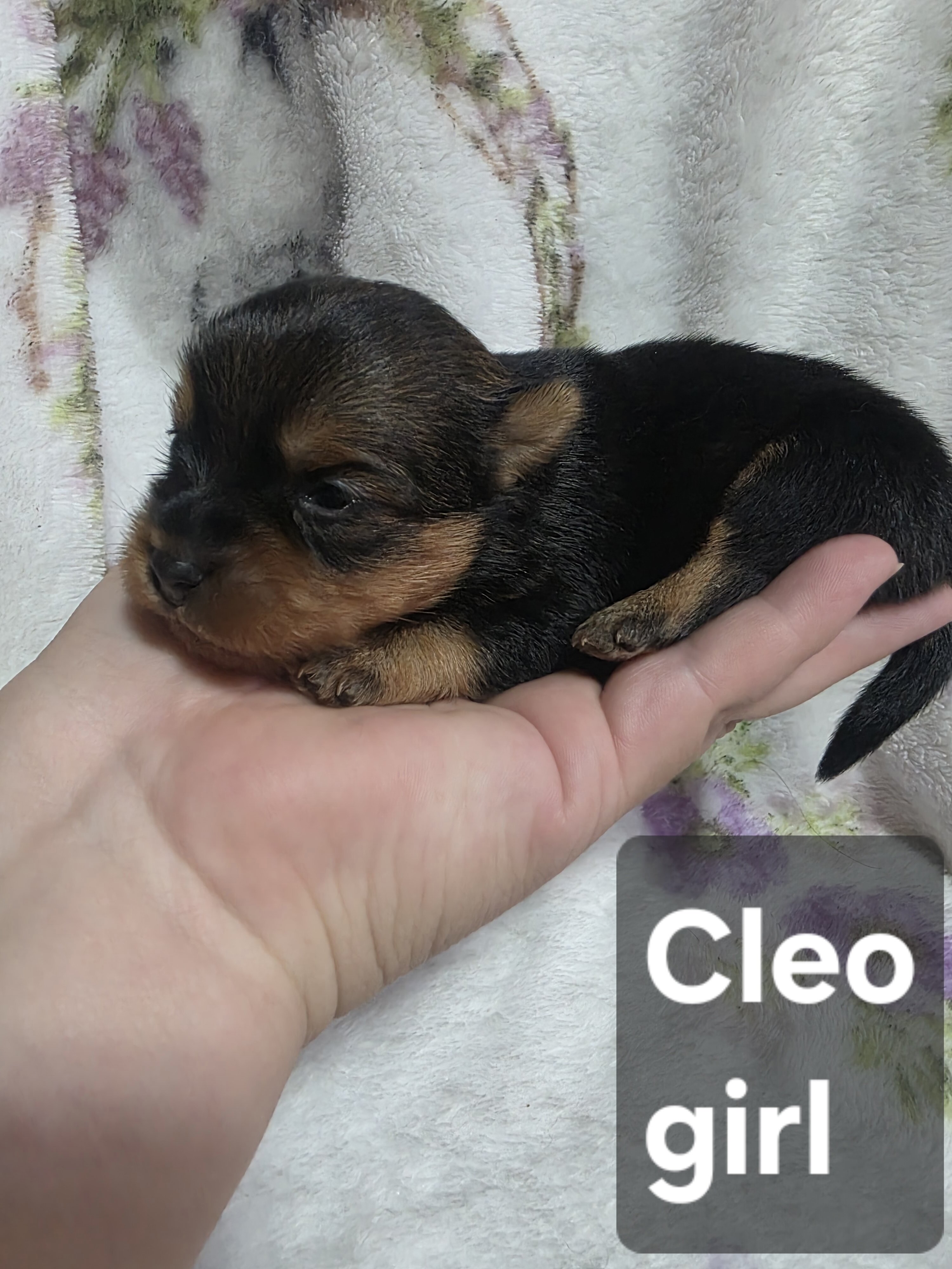 Tiny Yoranian puppies image 5