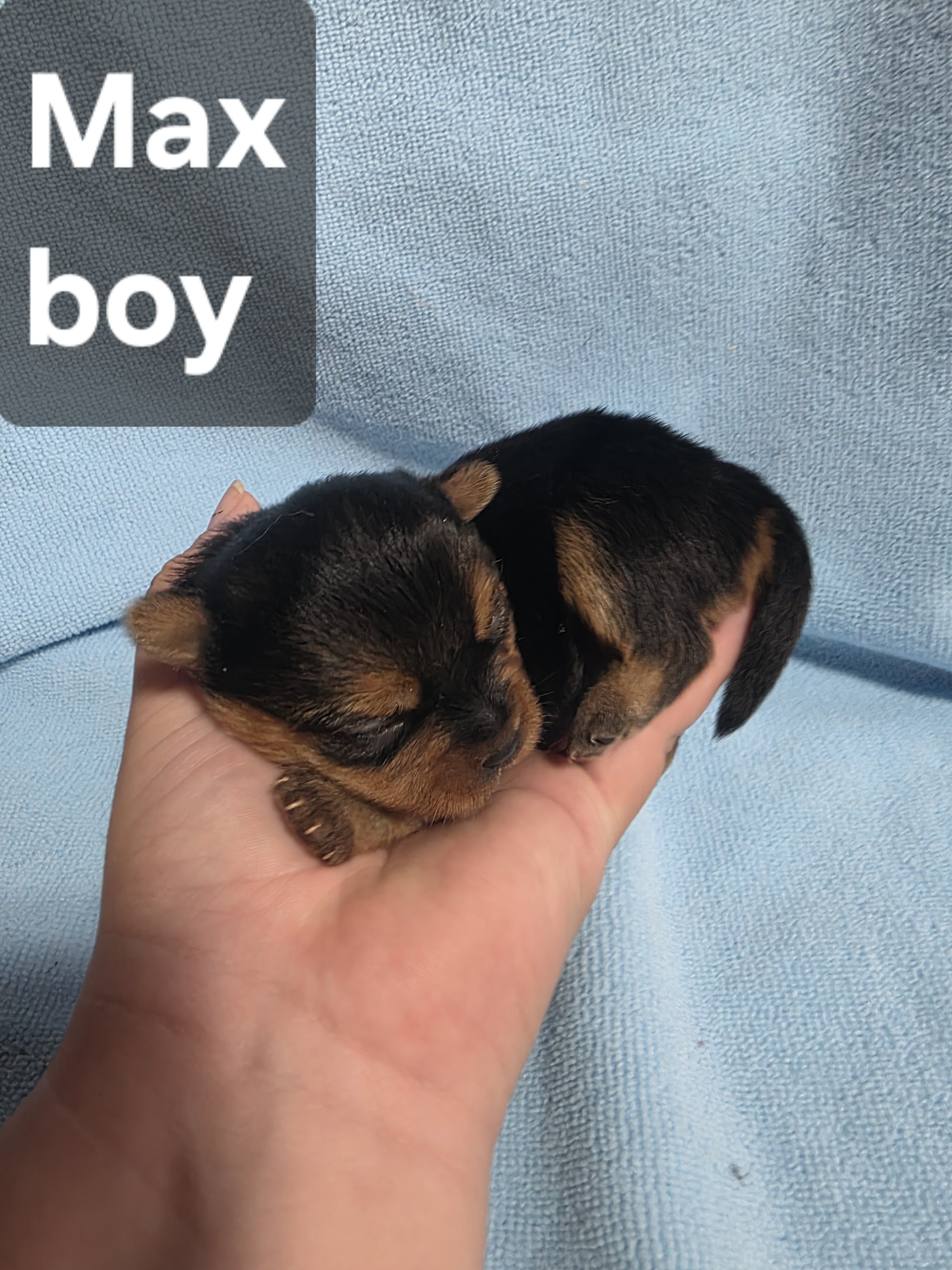 Tiny Yoranian puppies image 4