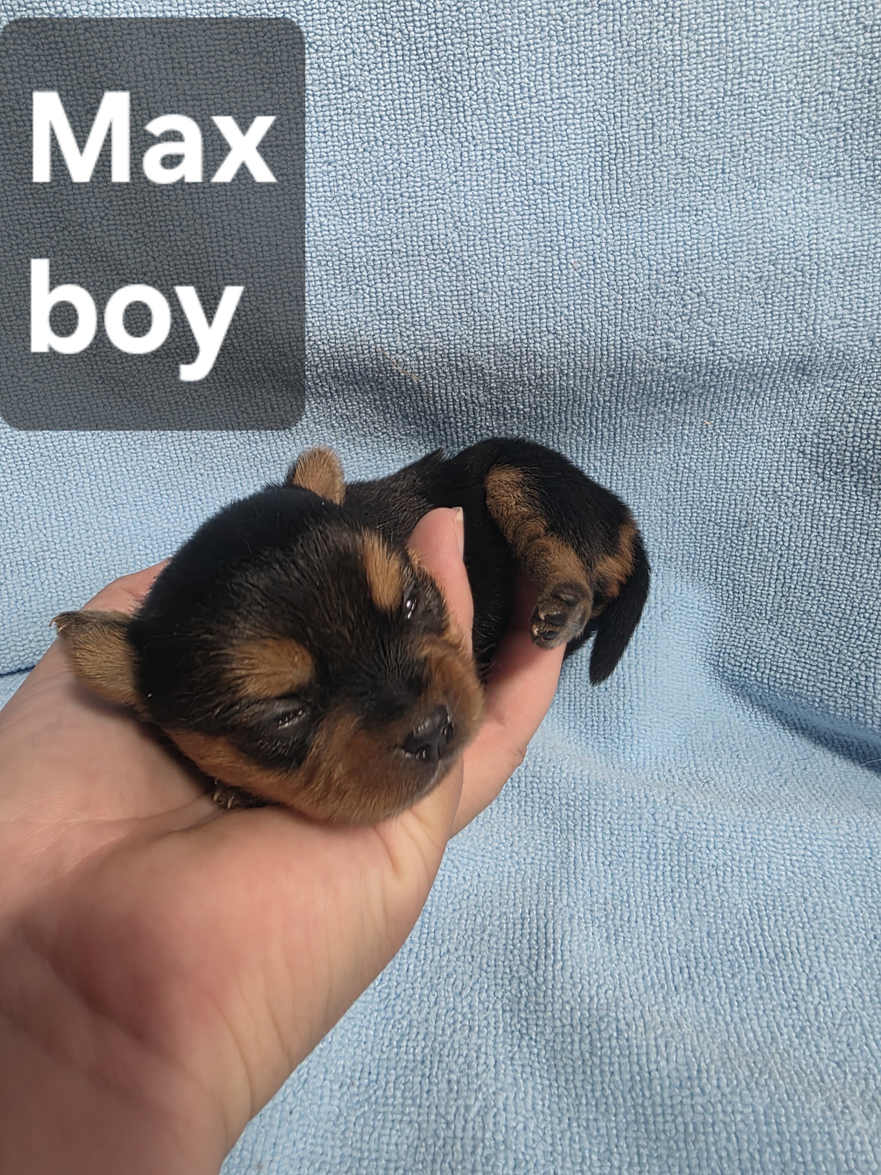 Tiny Yoranian puppies image 3
