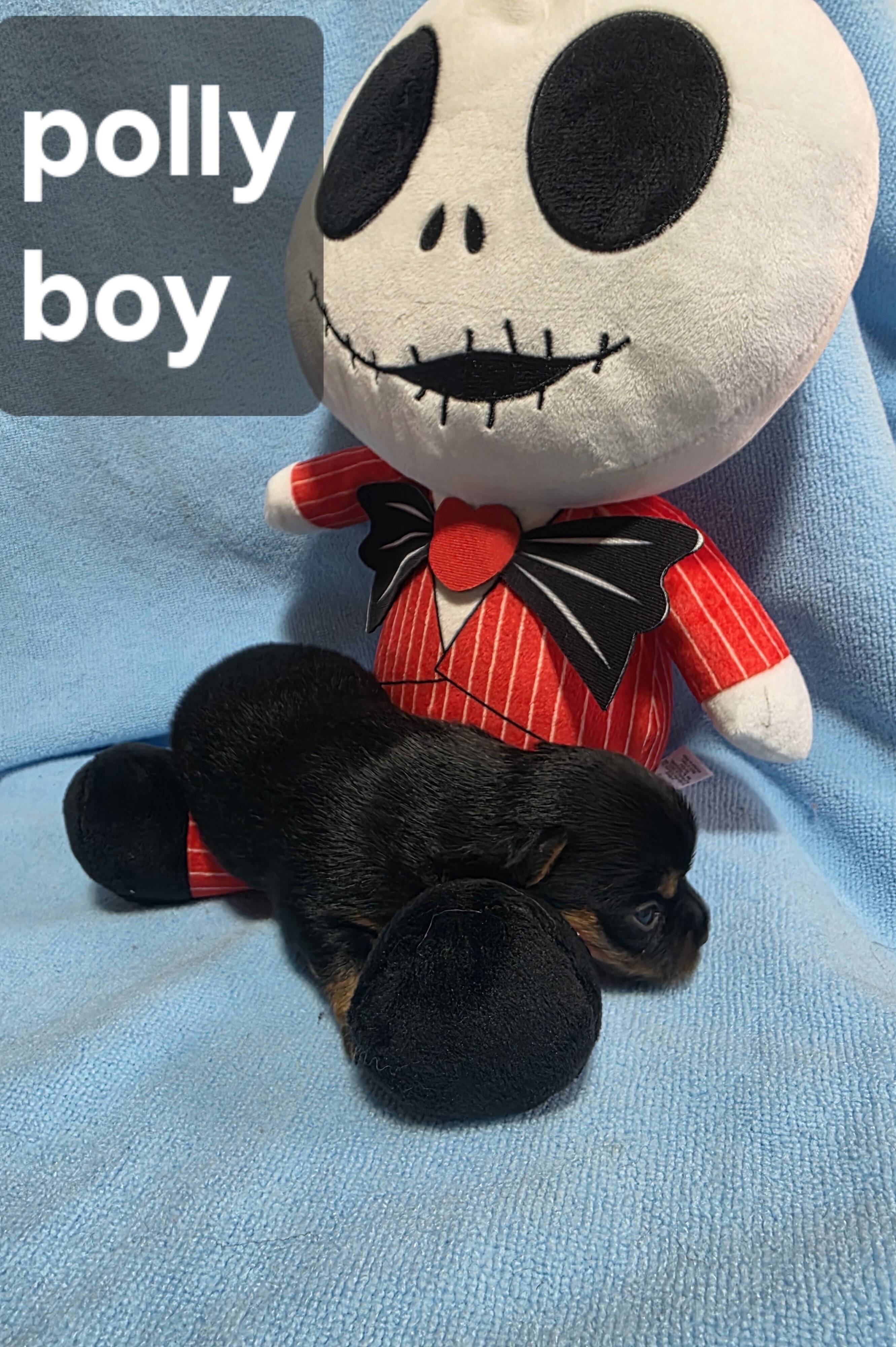 Tiny Yoranian puppies image 2