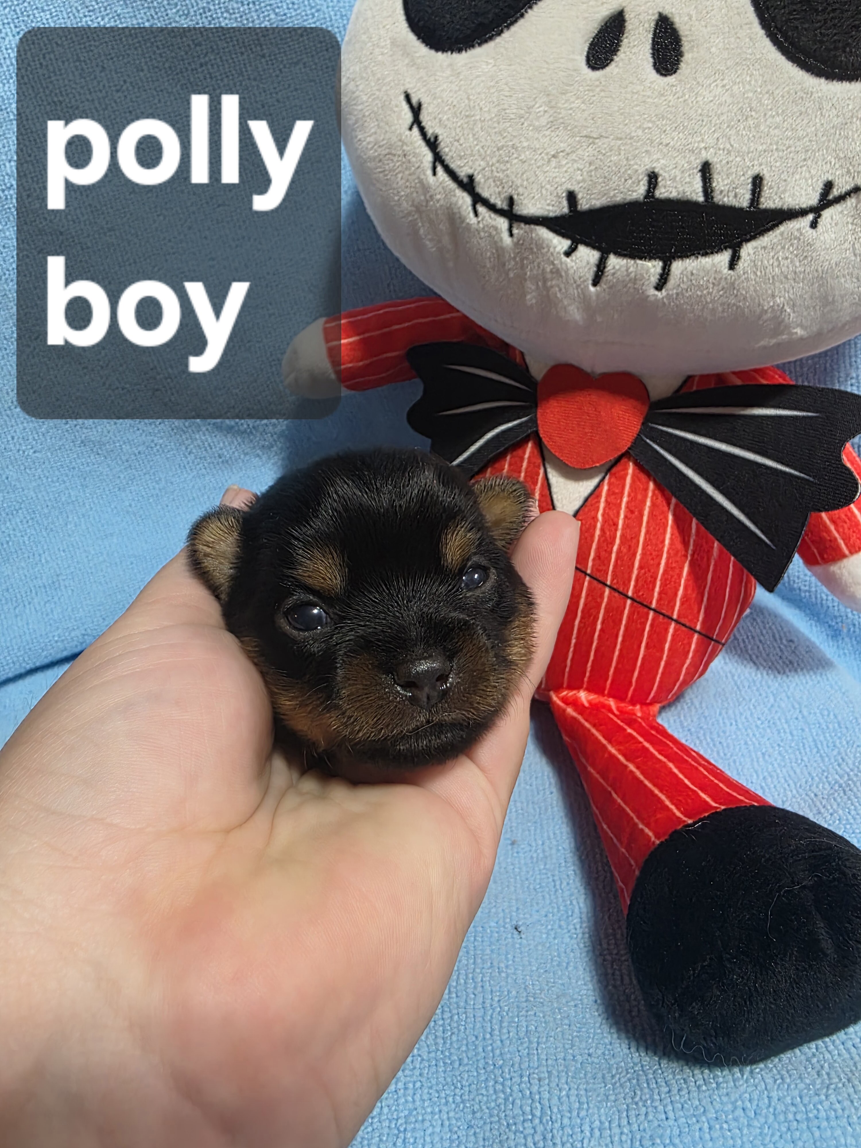 Tiny Yoranian puppies image 1