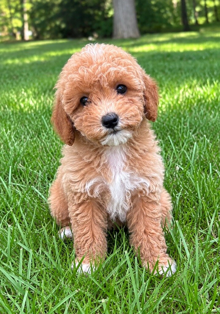 Miniature poodle puppies image 2