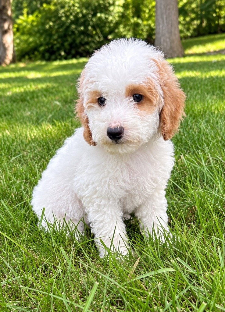 Miniature poodle puppies image 6