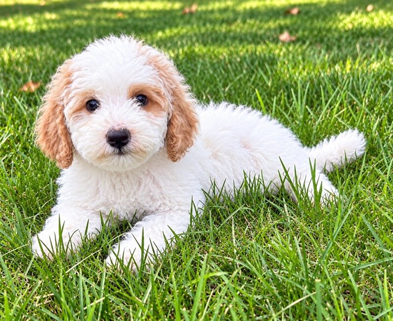 Miniature poodle puppies image 8