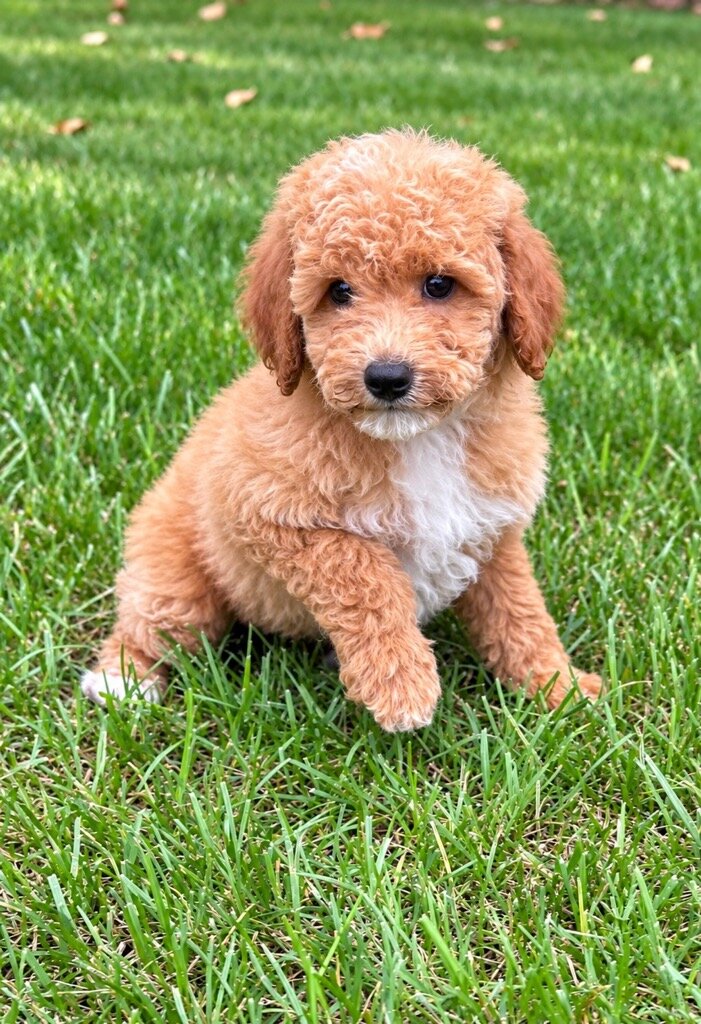 Miniature poodle puppies image 10