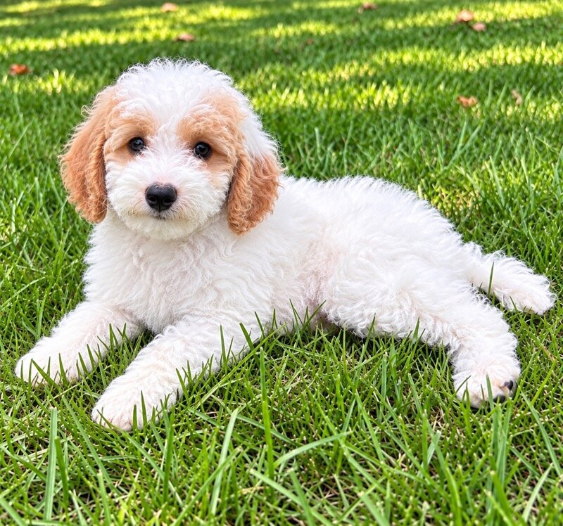 Miniature poodle puppies image 5