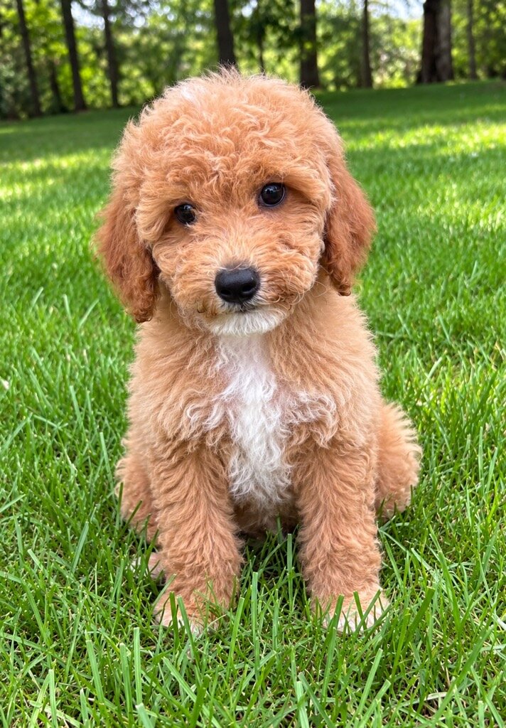 Miniature poodle puppies image 9