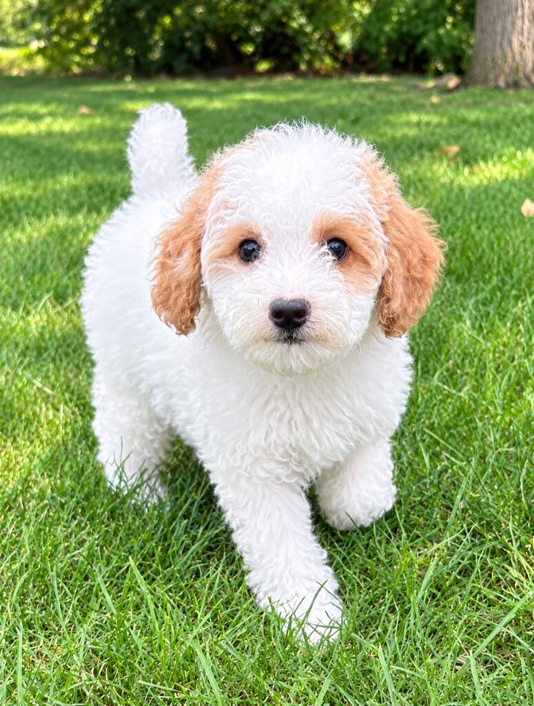 Miniature poodle puppies image 7
